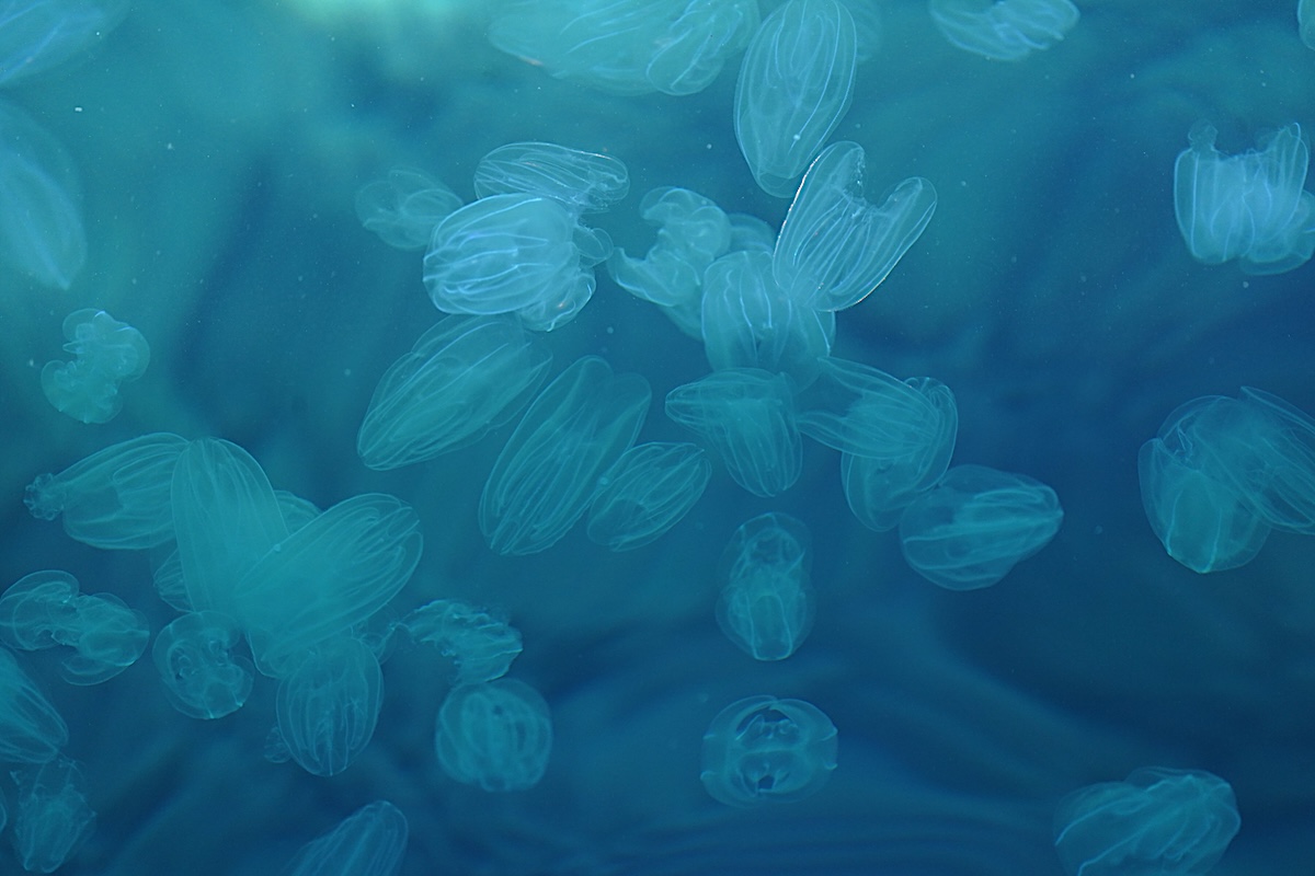 Mnemiopsis leidyi