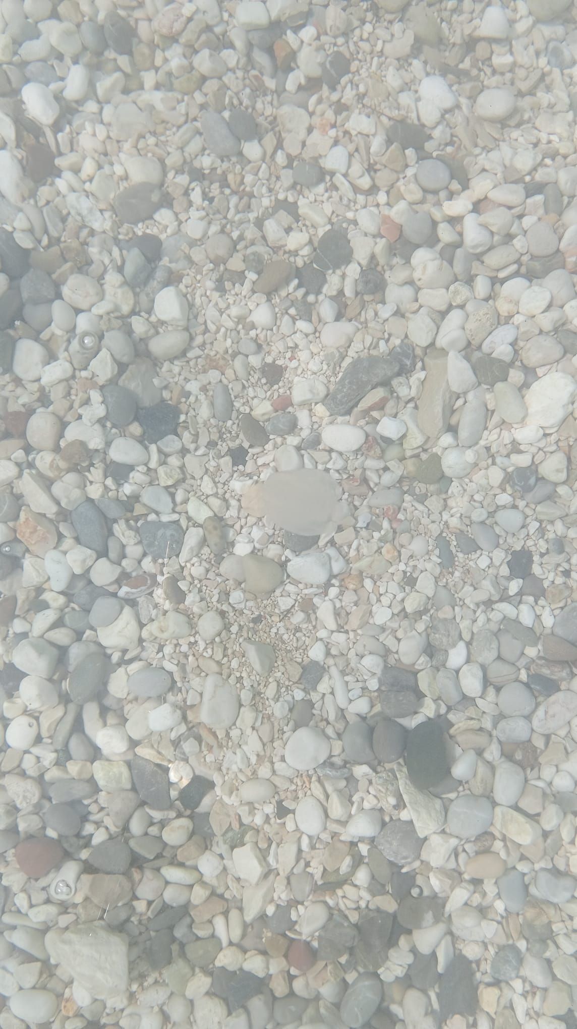 Mnemiopsis leidyi