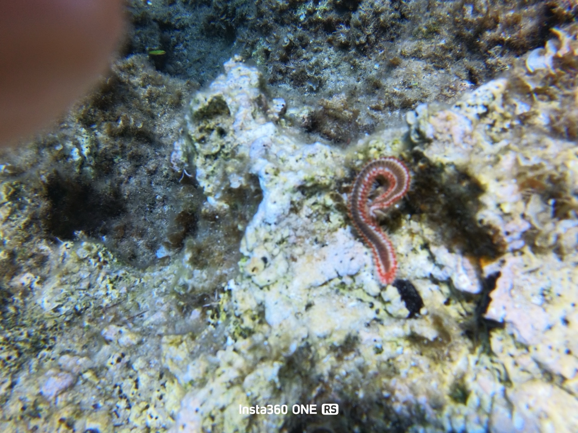 Hermodice carunculata