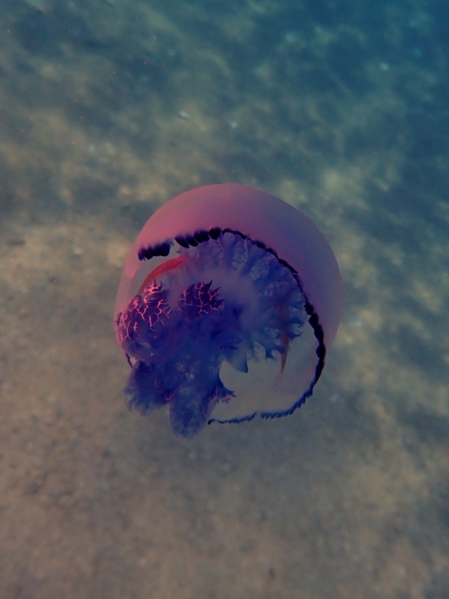 Rhizostoma pulmo