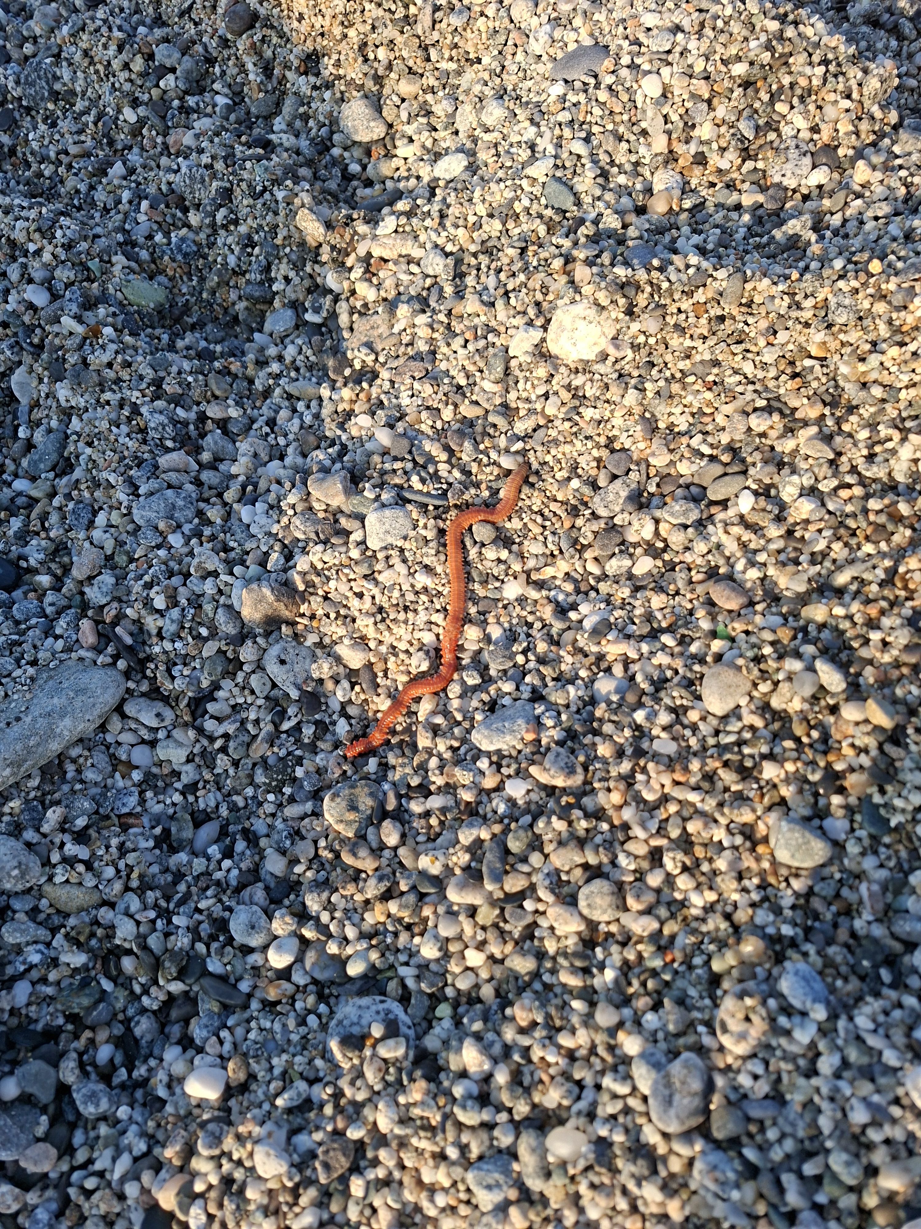 Hermodice carunculata