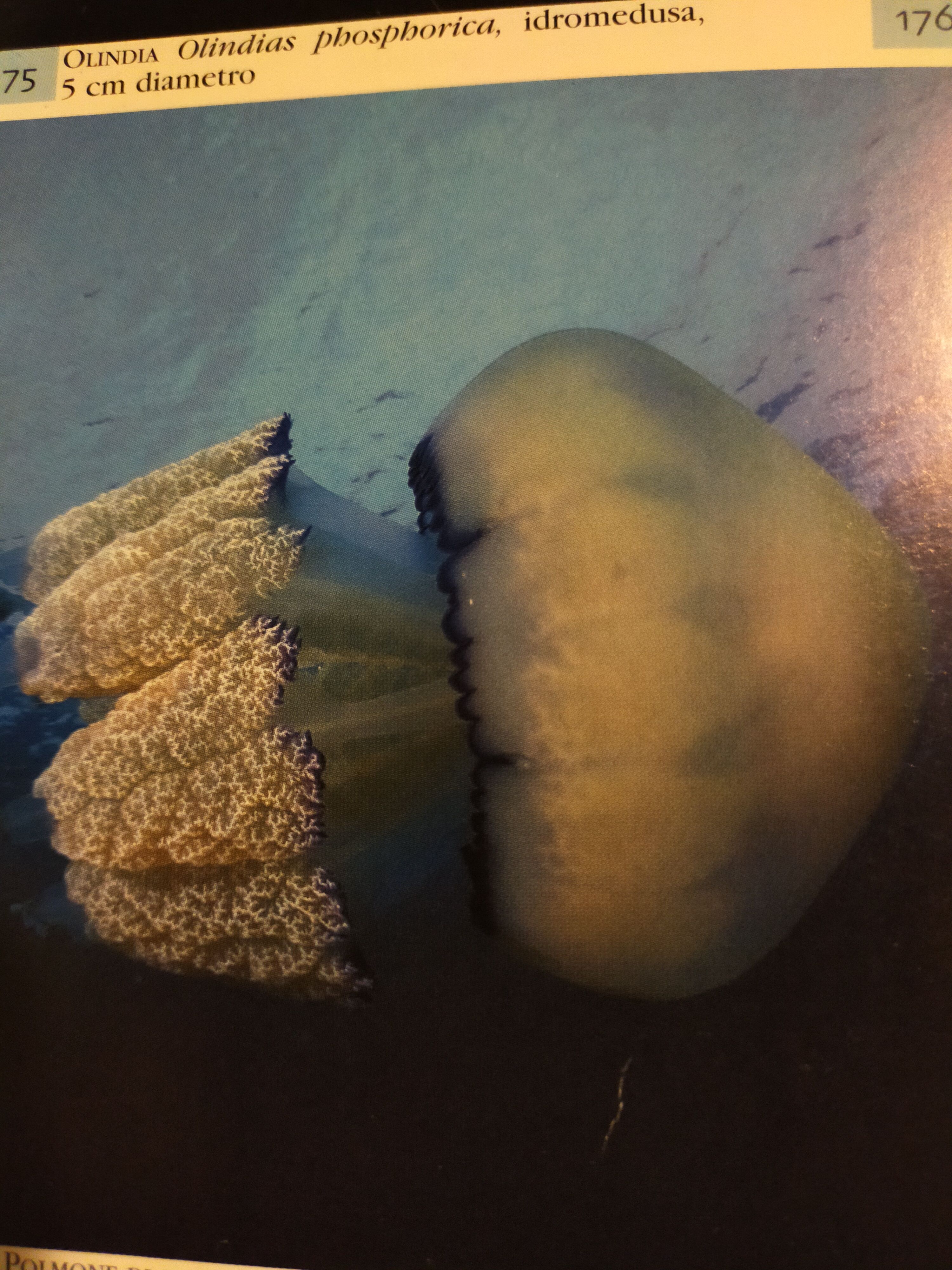 Rhizostoma pulmo