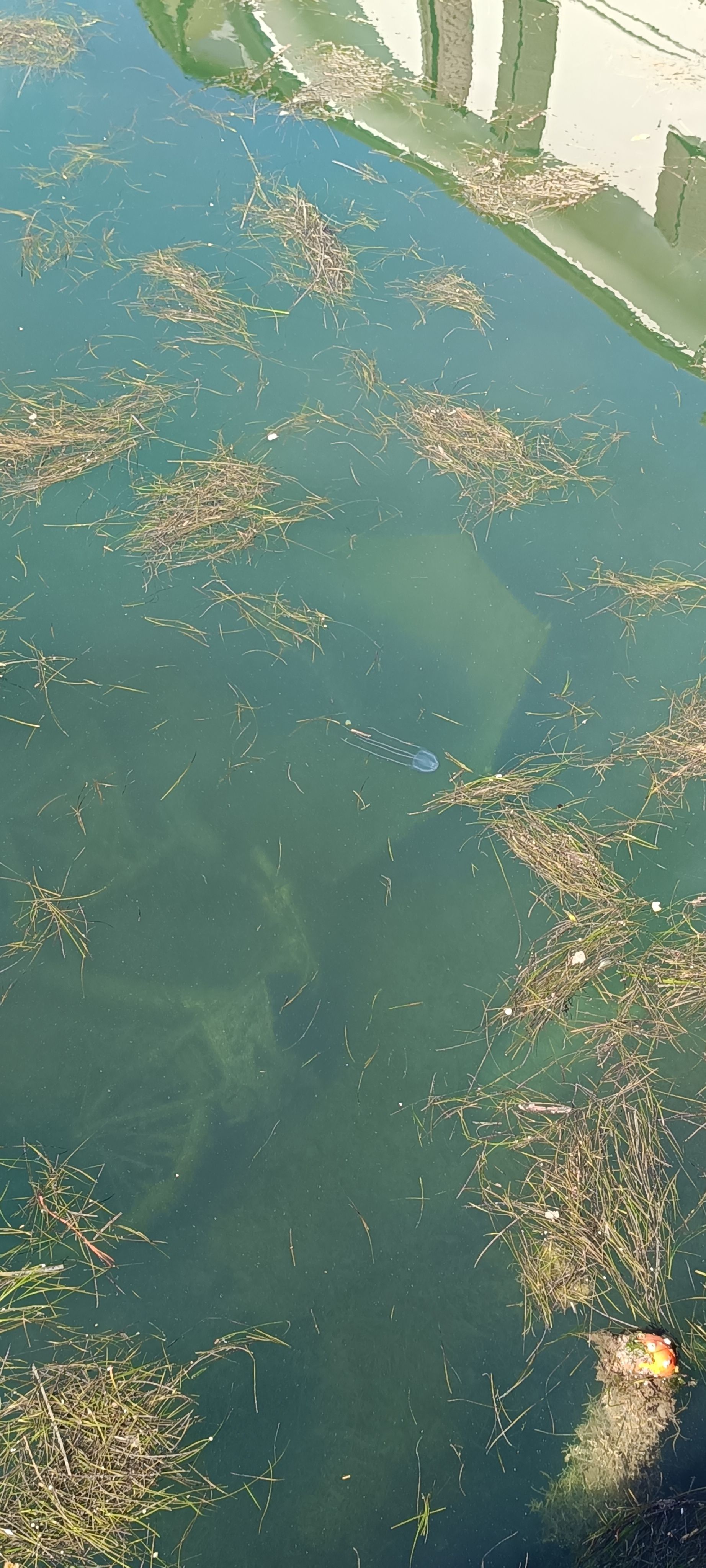 Carybdea marsupialis