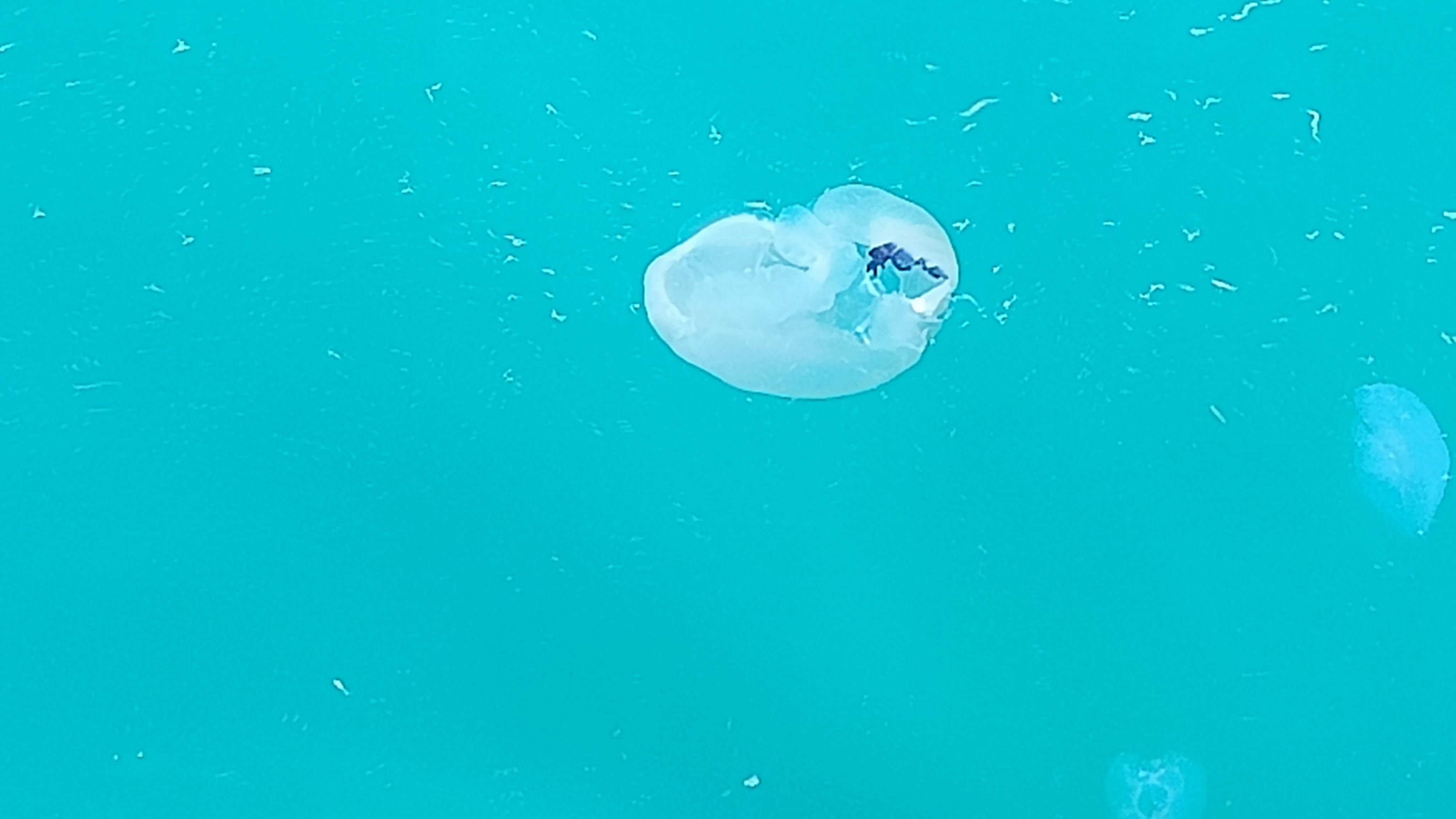 Rhizostoma pulmo