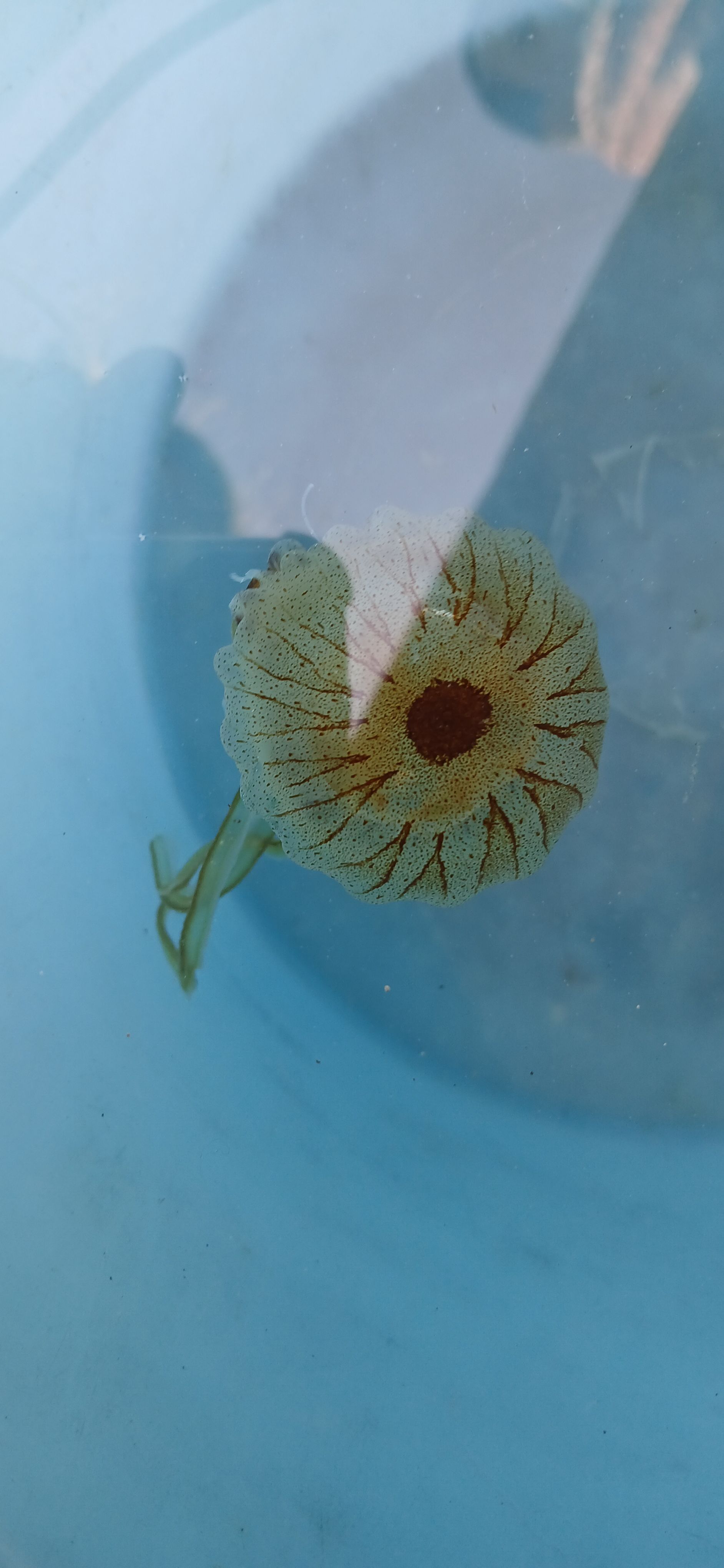 Chrysaora hysoscella