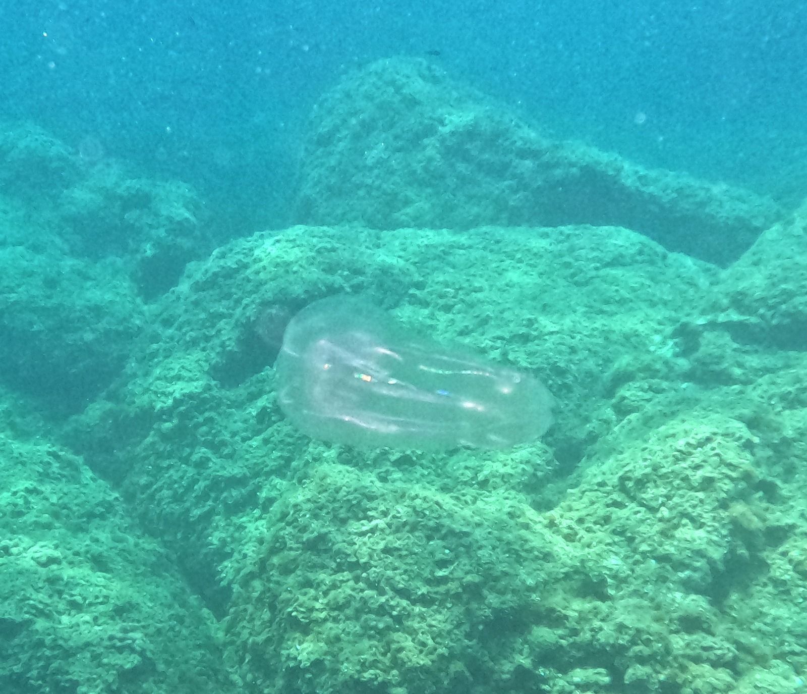 Leucothea multicornis