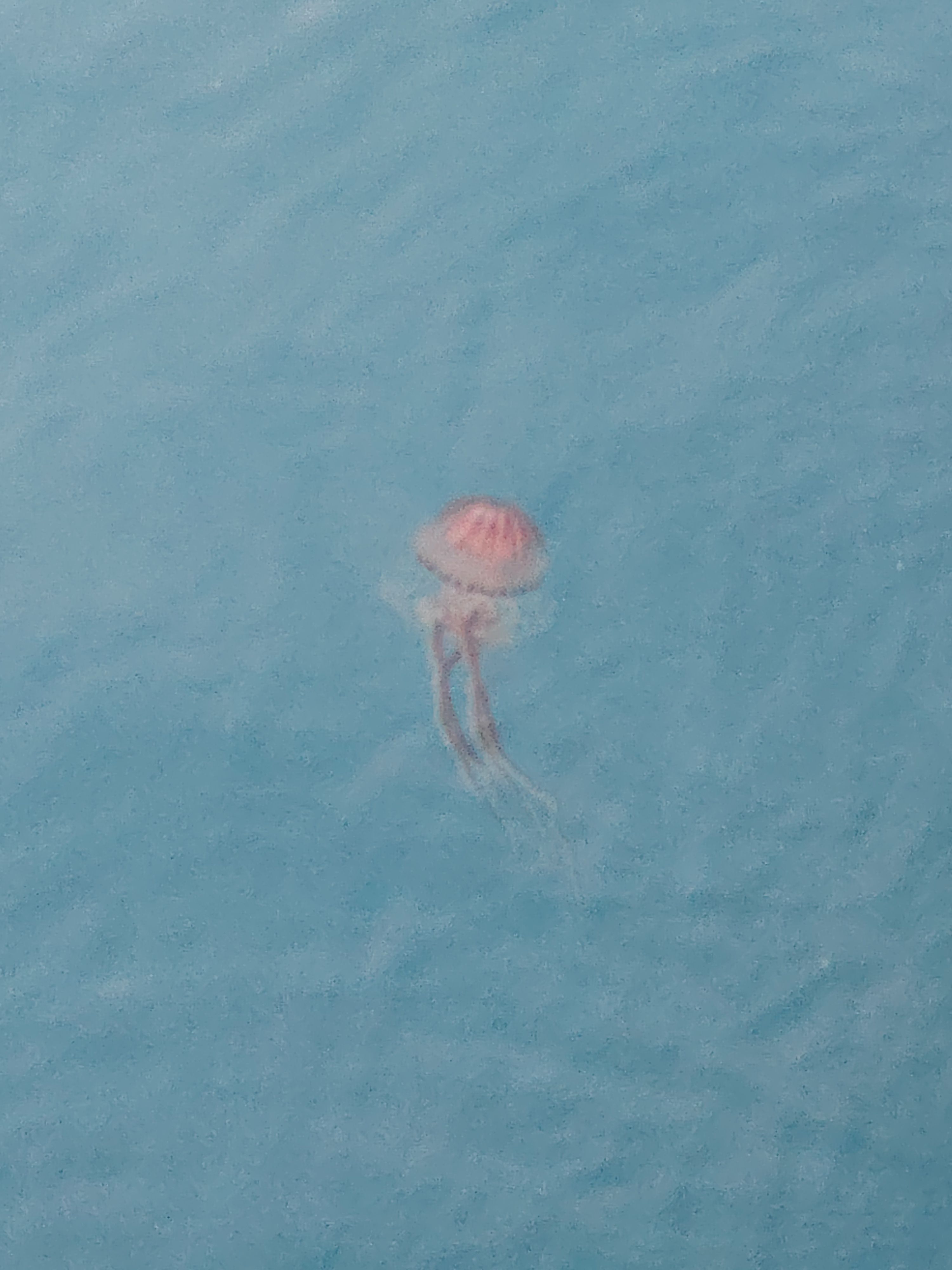 Chrysaora hysoscella