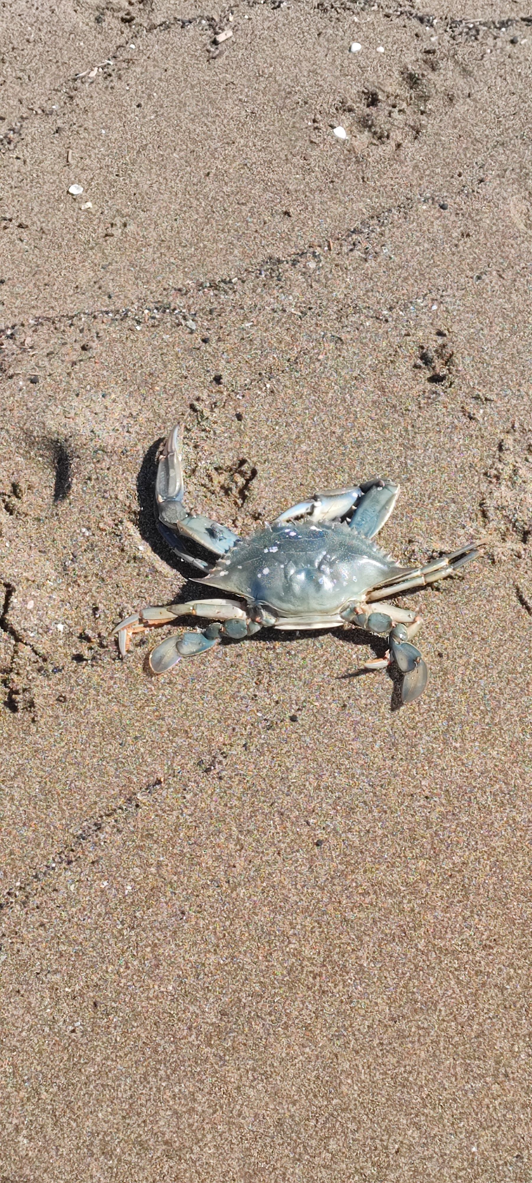 Callinectes sapidus