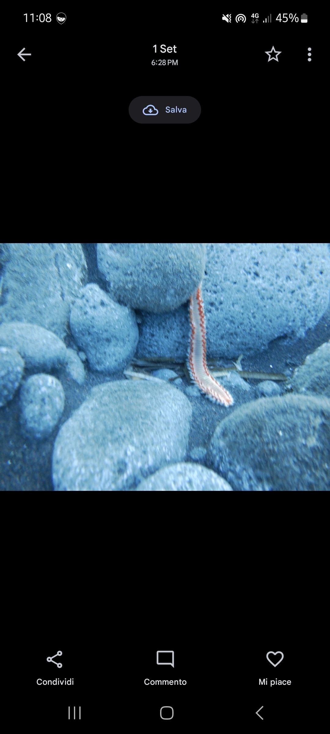 Hermodice carunculata