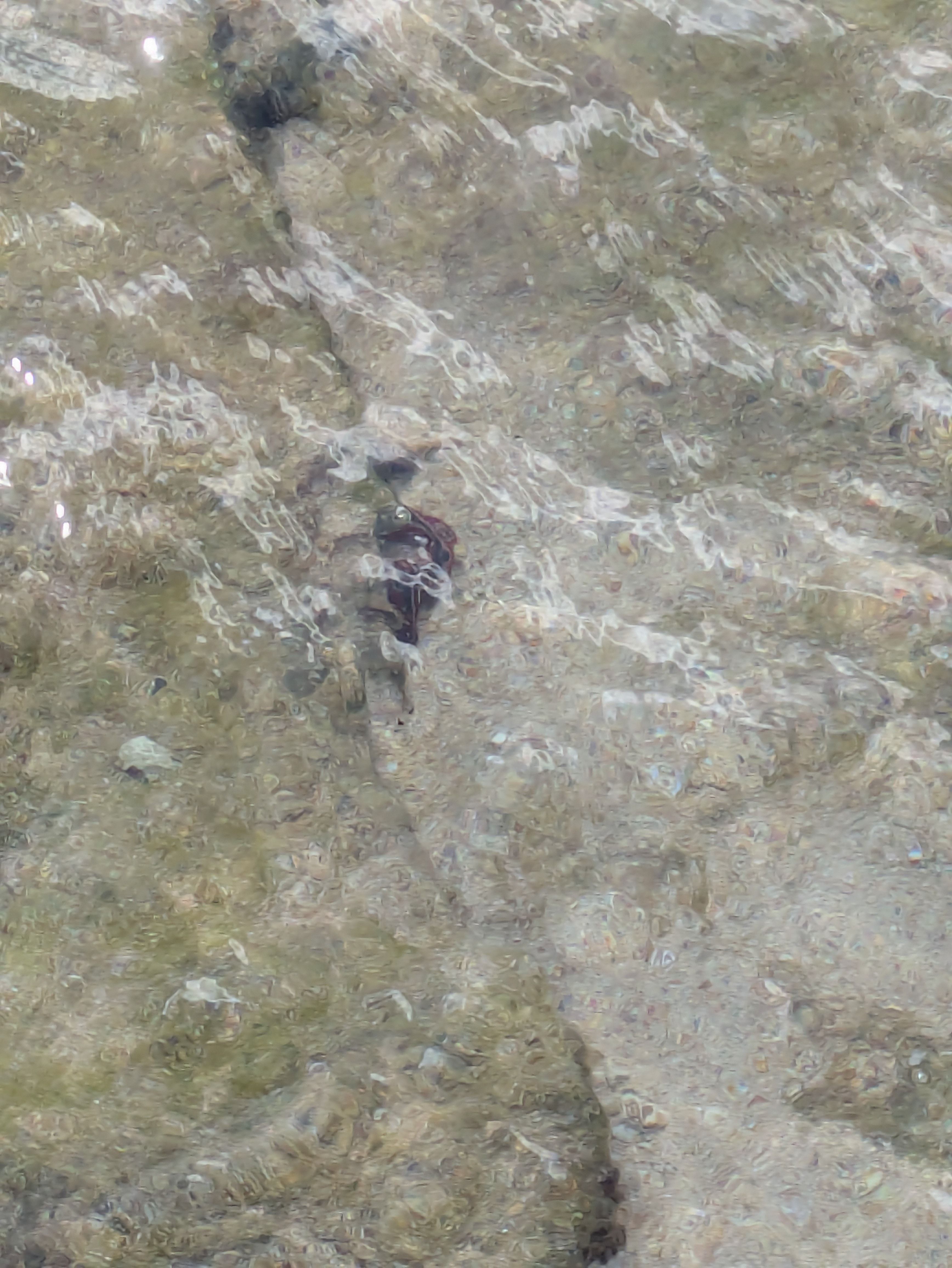 Hermodice carunculata