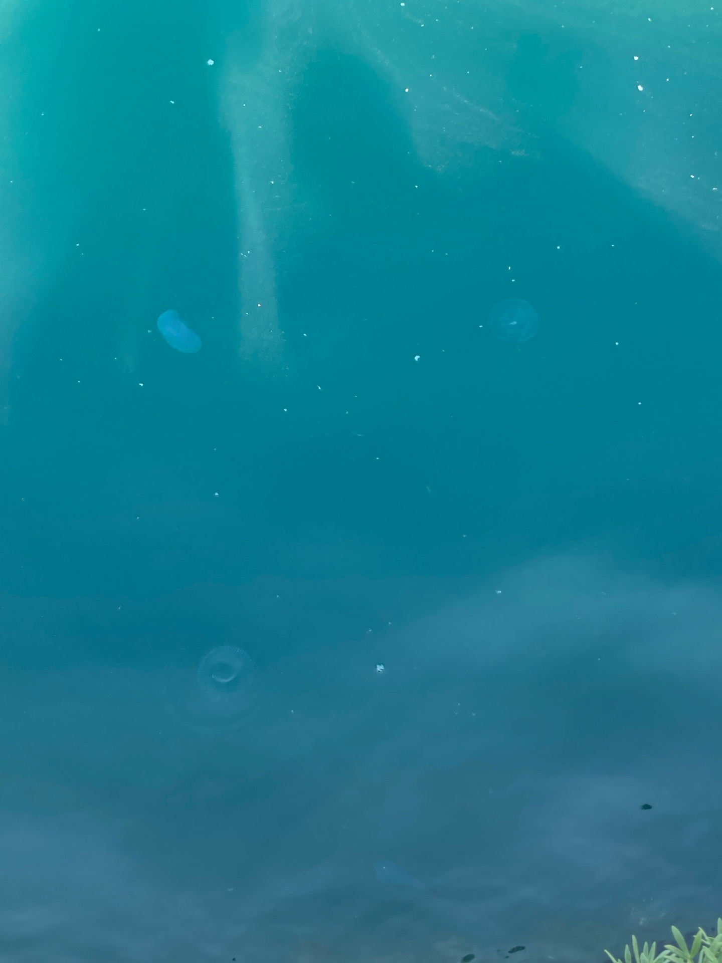 descrizione immagine