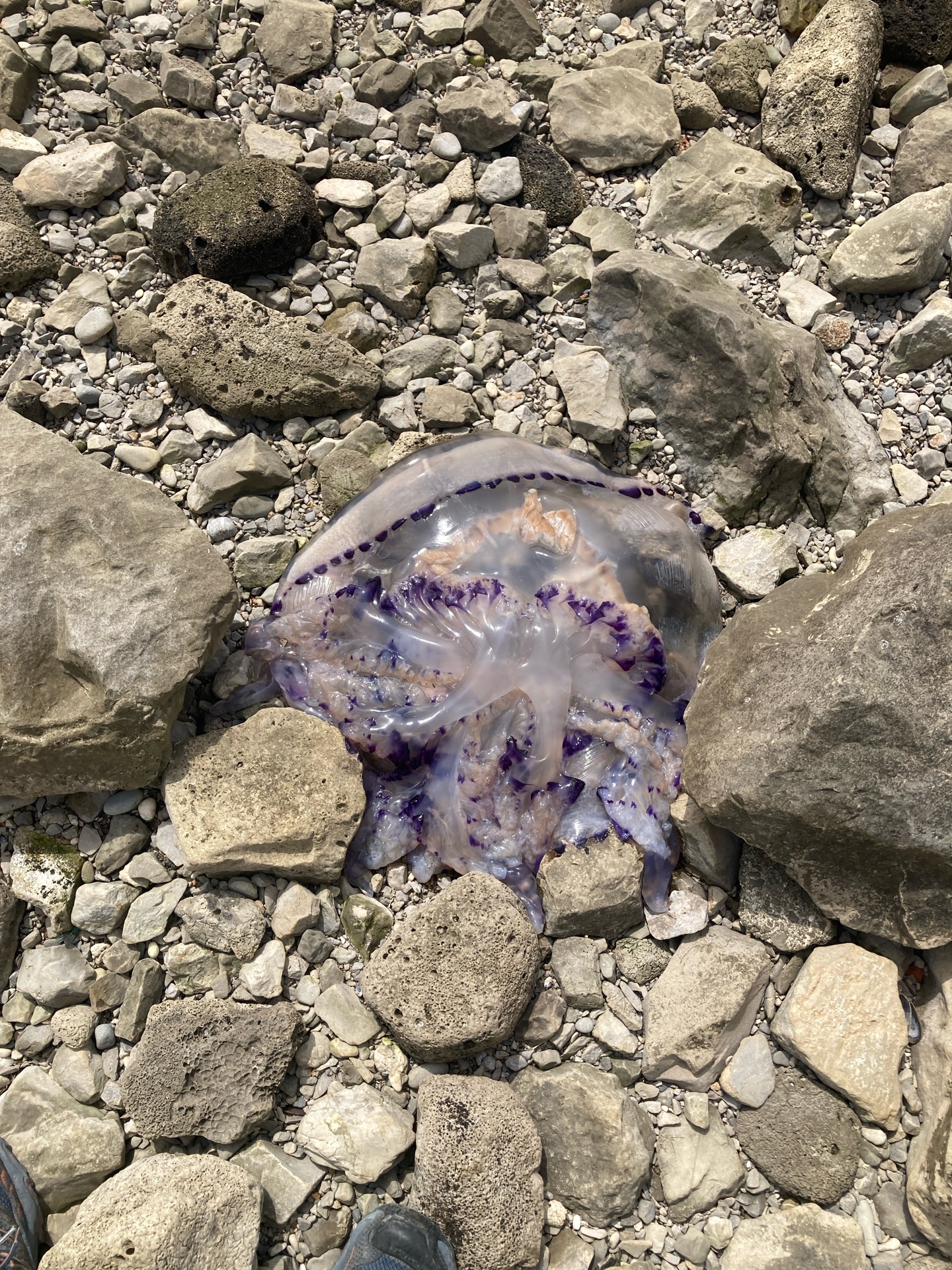 Rhizostoma pulmo