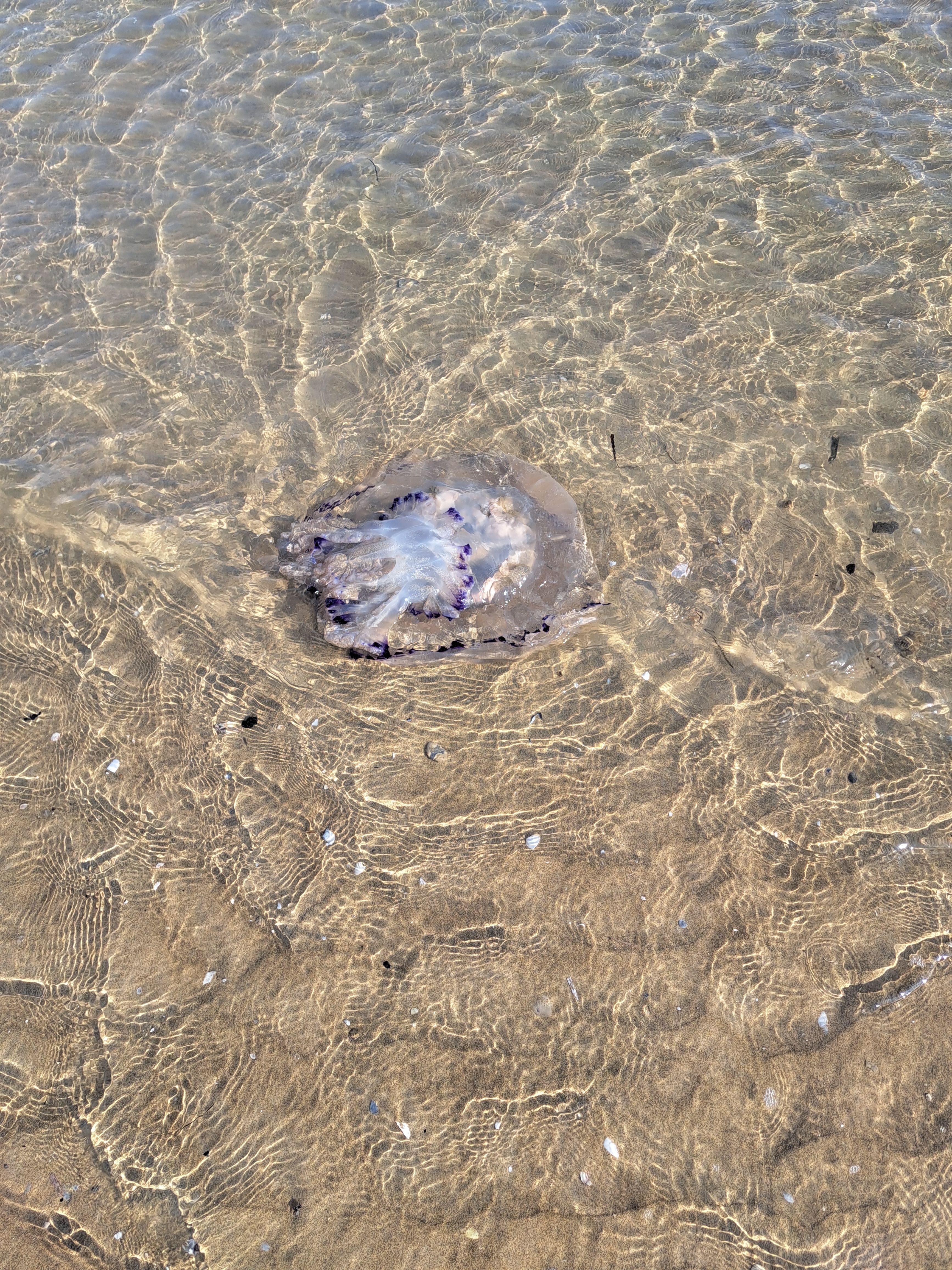 Rhizostoma pulmo