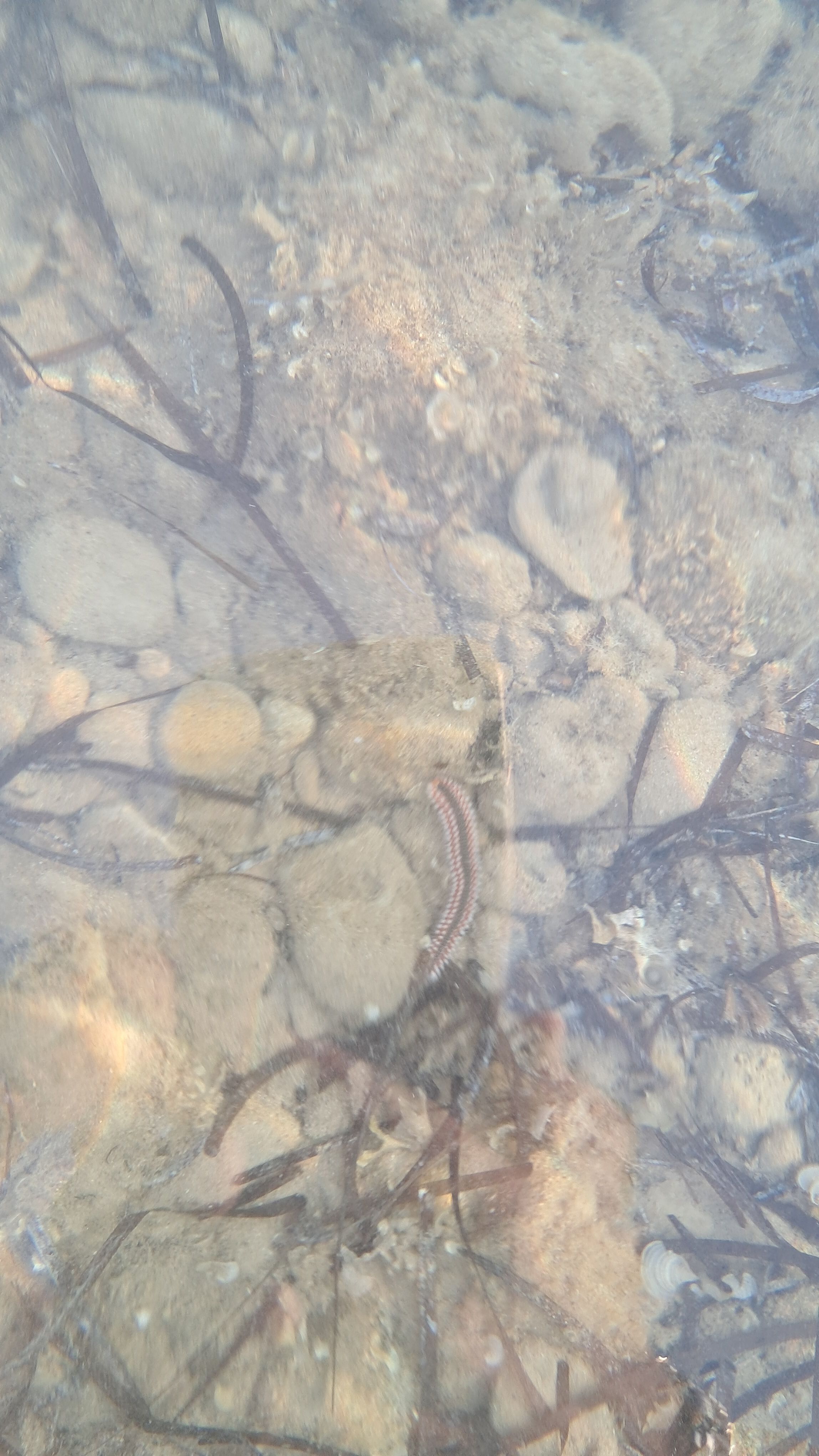 Hermodice carunculata