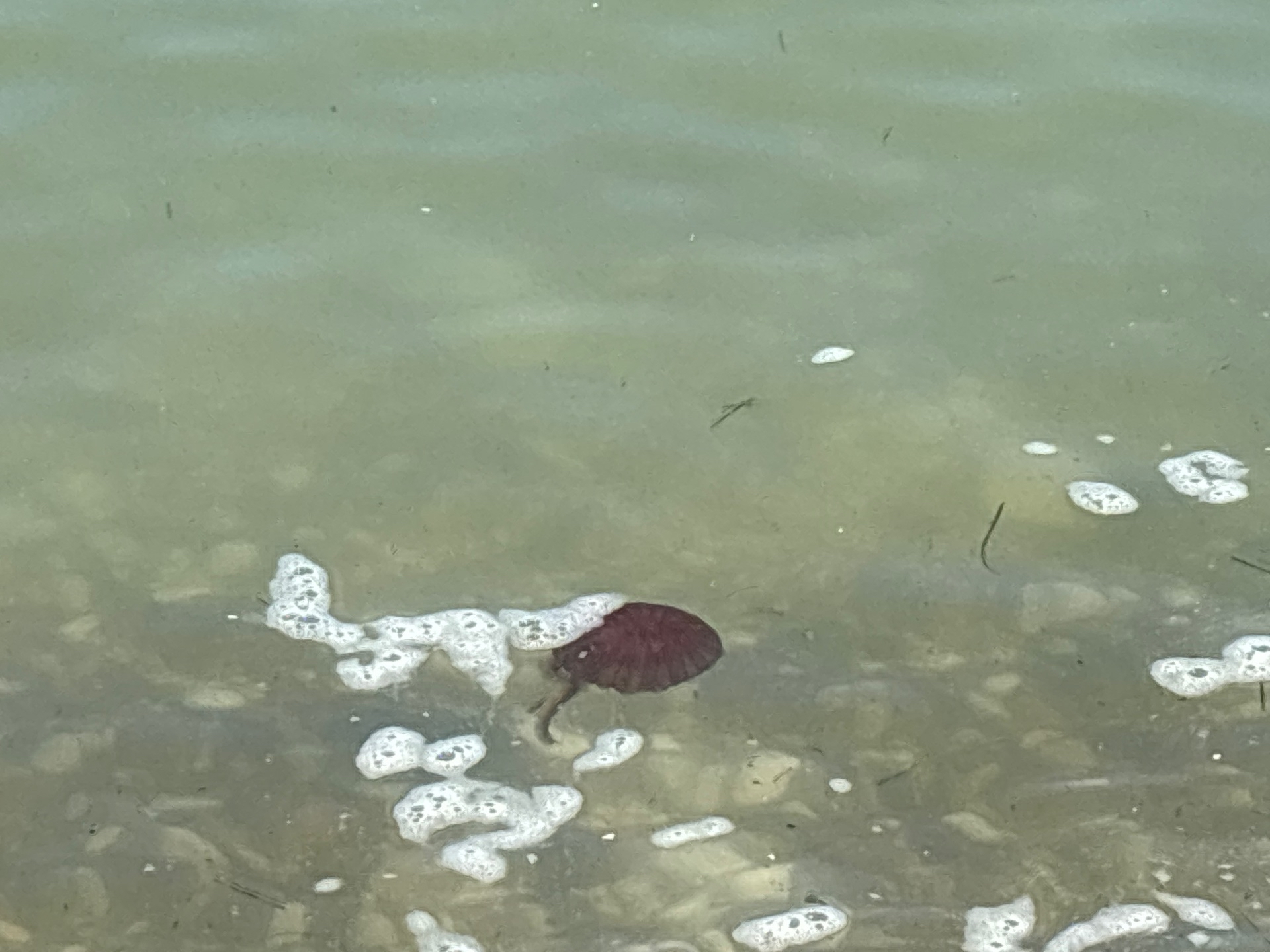 descrizione immagine