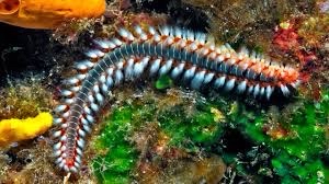 Non identificata