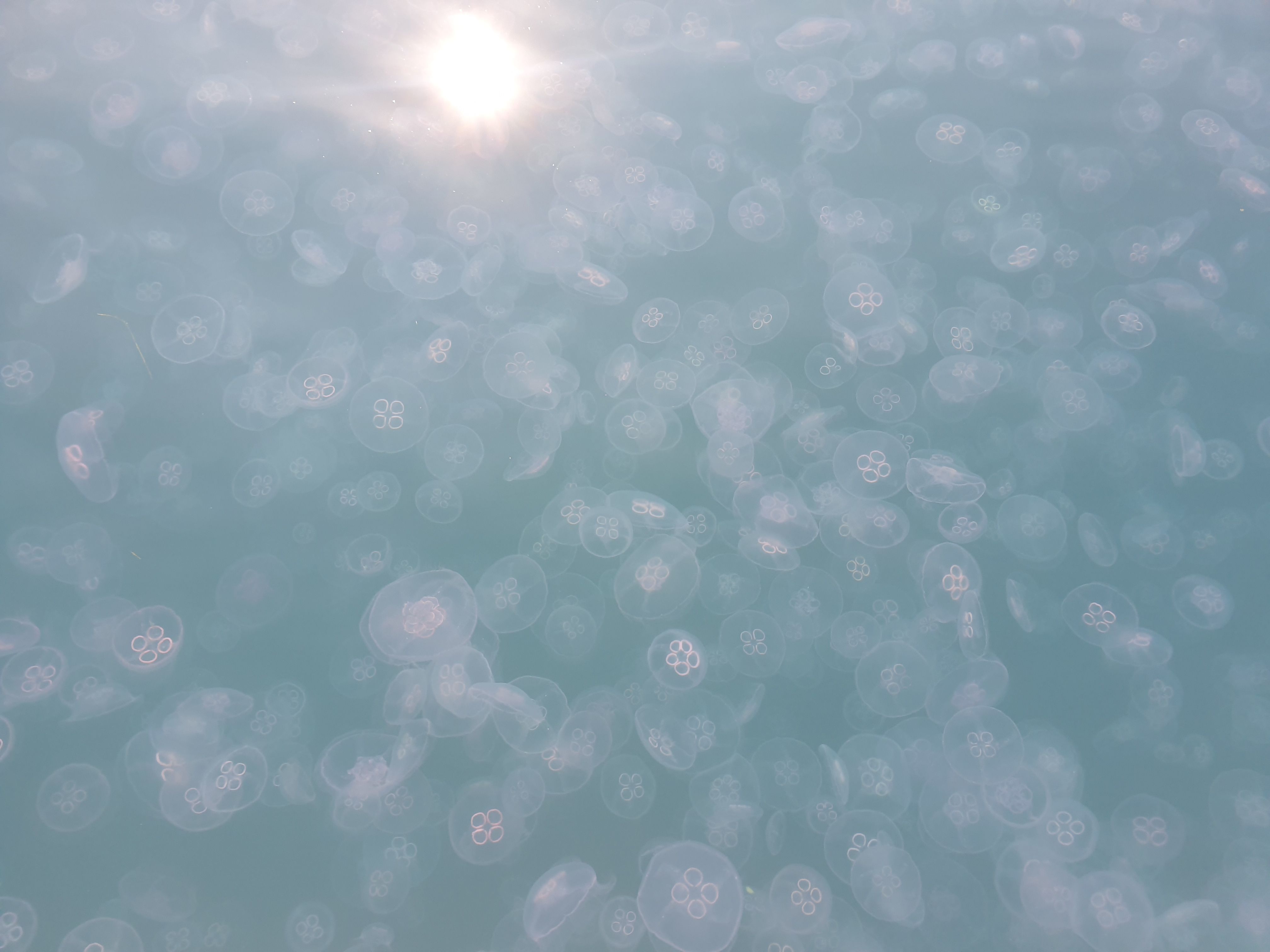 descrizione immagine