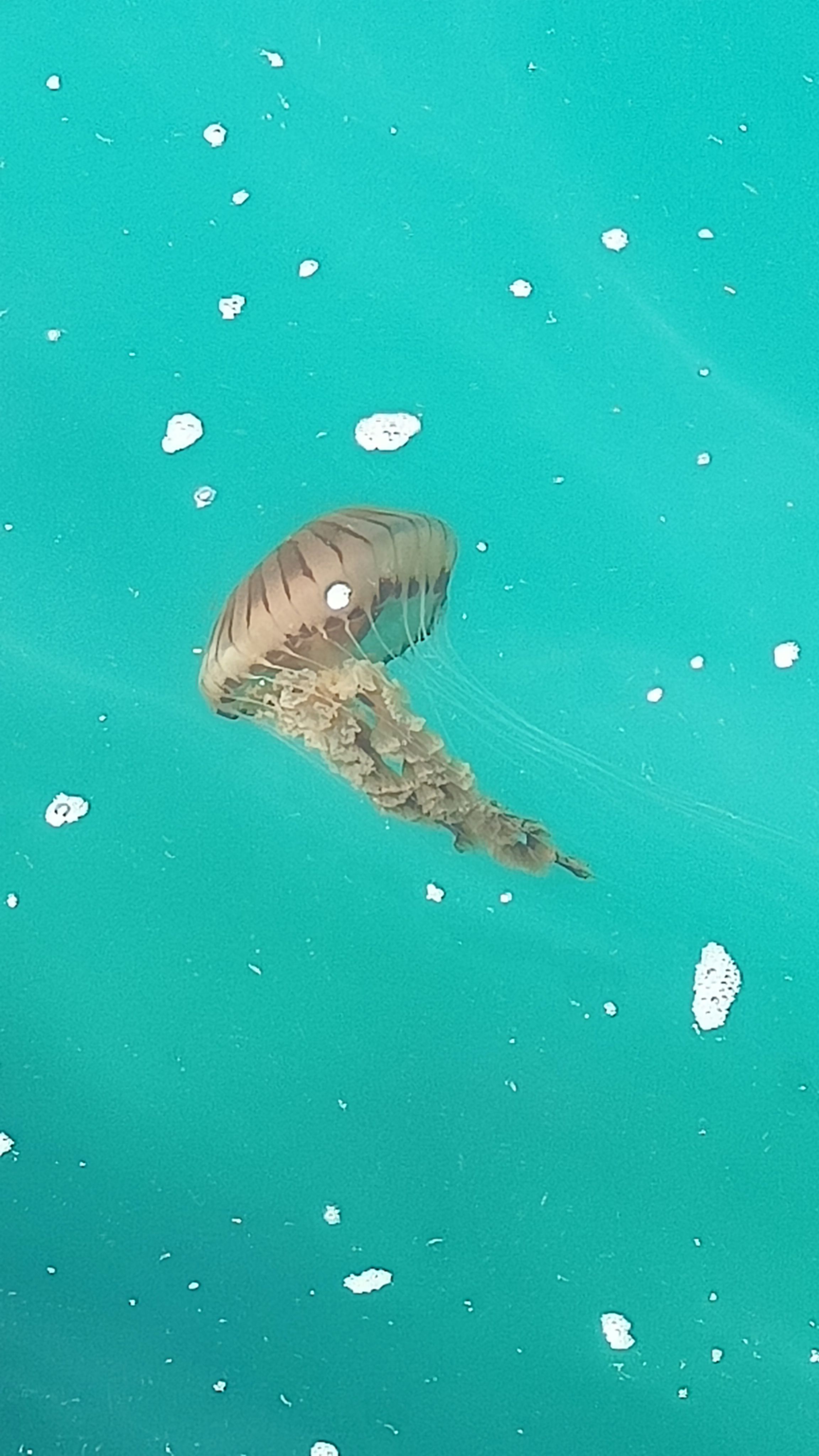 Chrysaora hysoscella