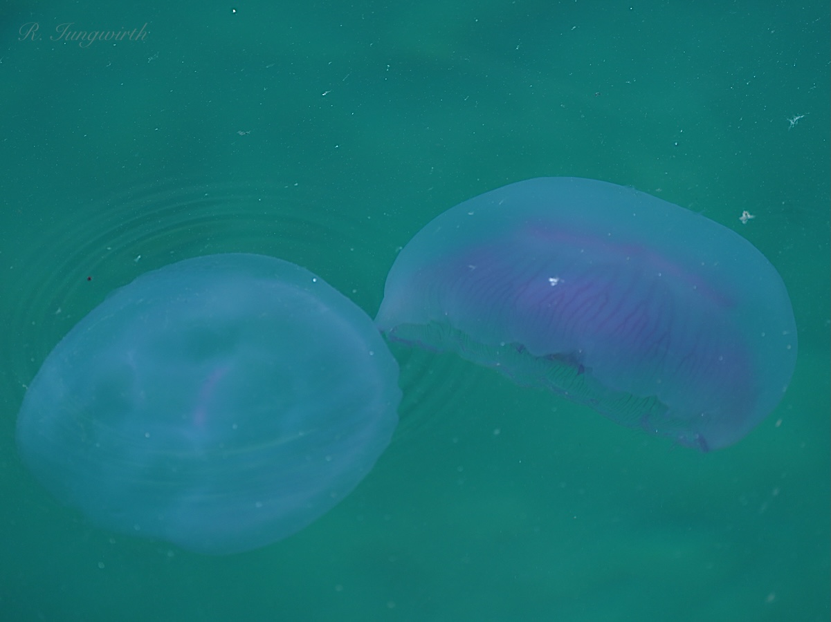 Aurelia spp.