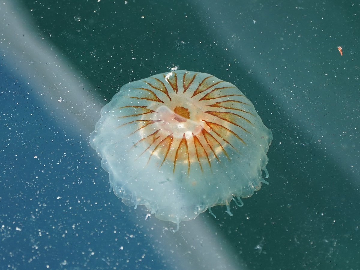 Chrysaora hysoscella