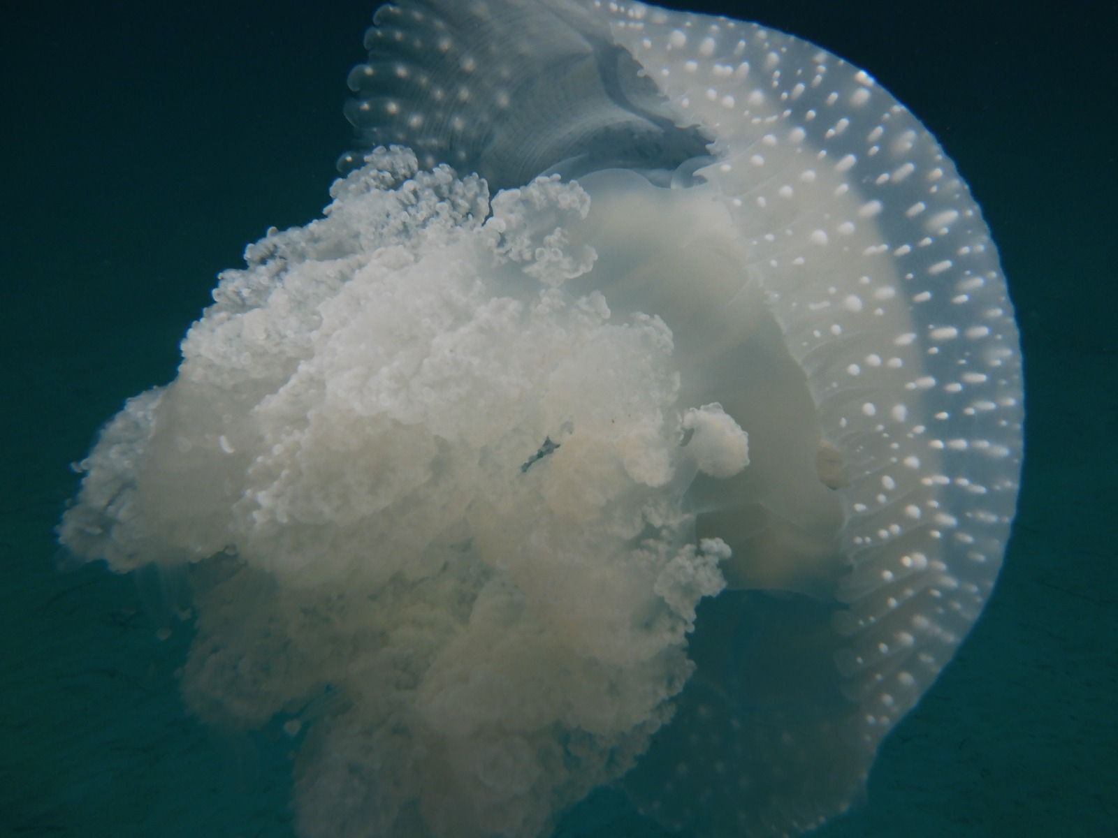 Non identificata