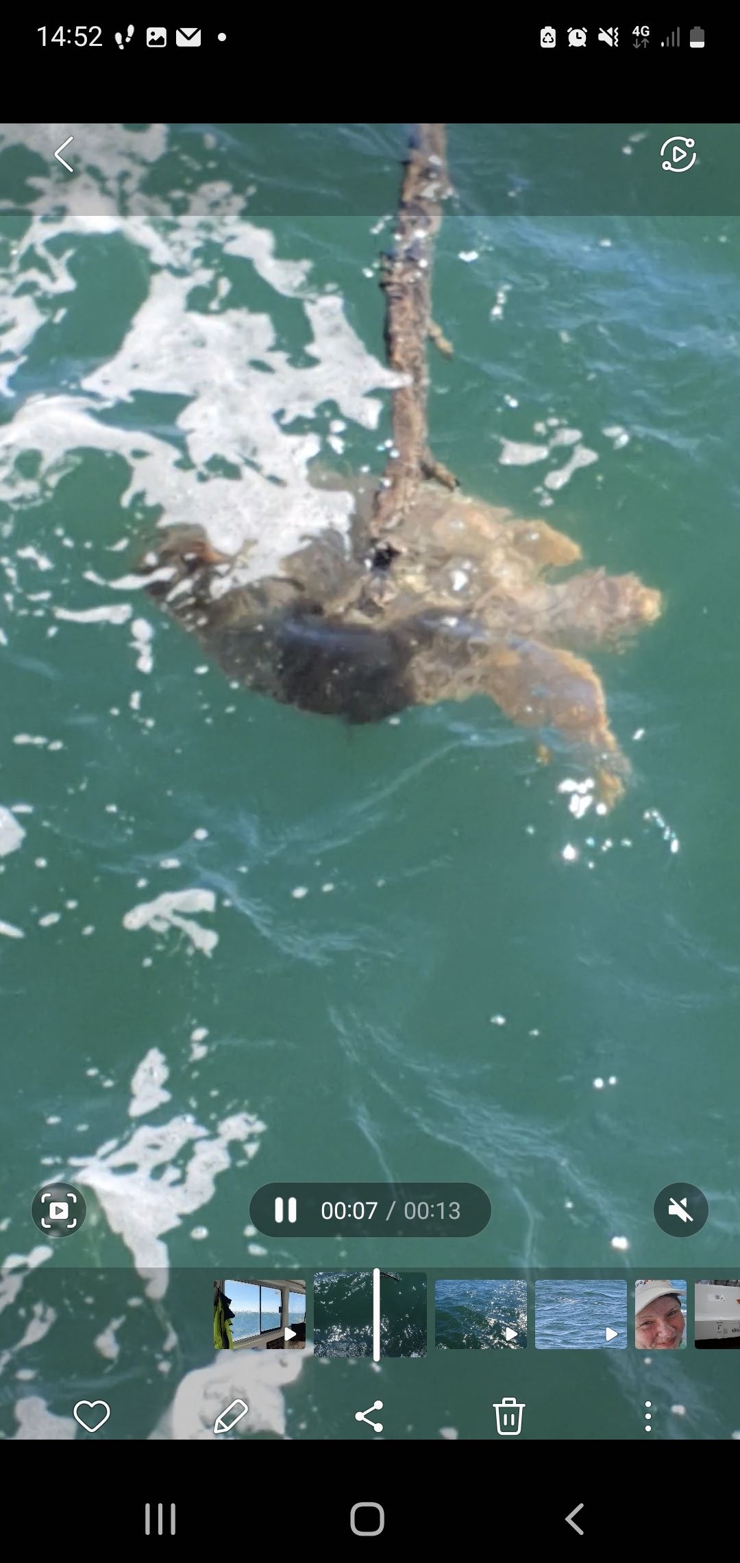 Caretta caretta