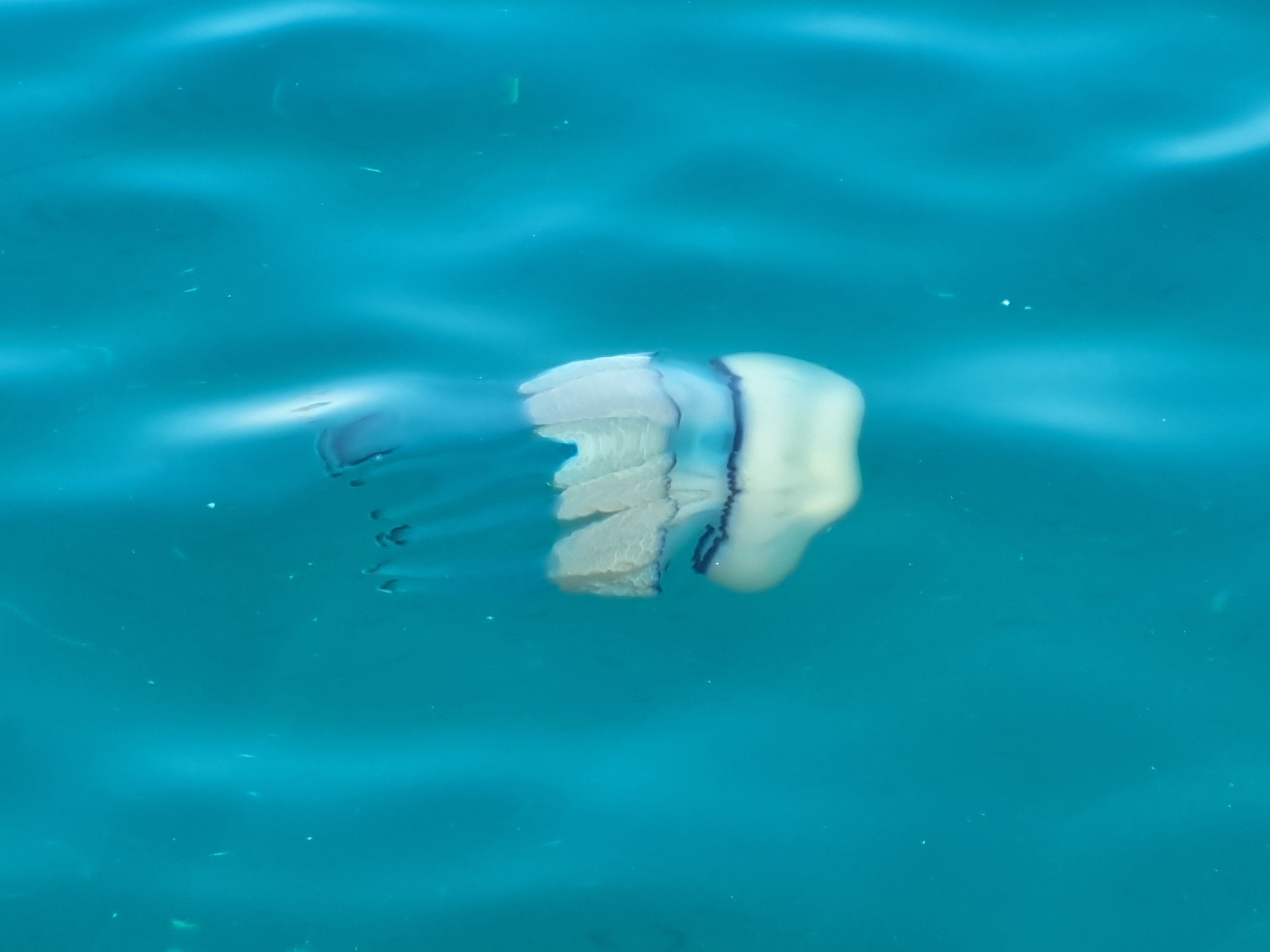 Rhizostoma pulmo