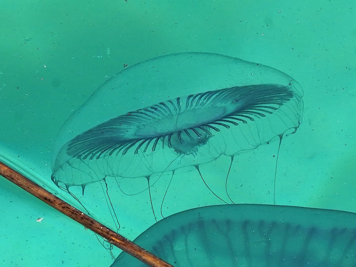 Aequorea forskalea