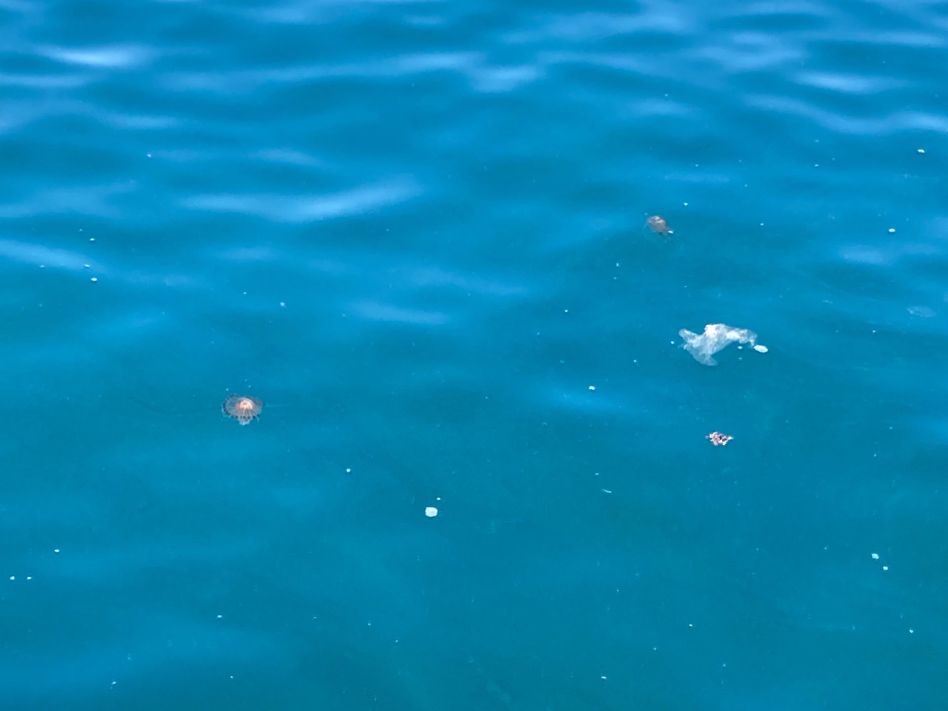 descrizione immagine