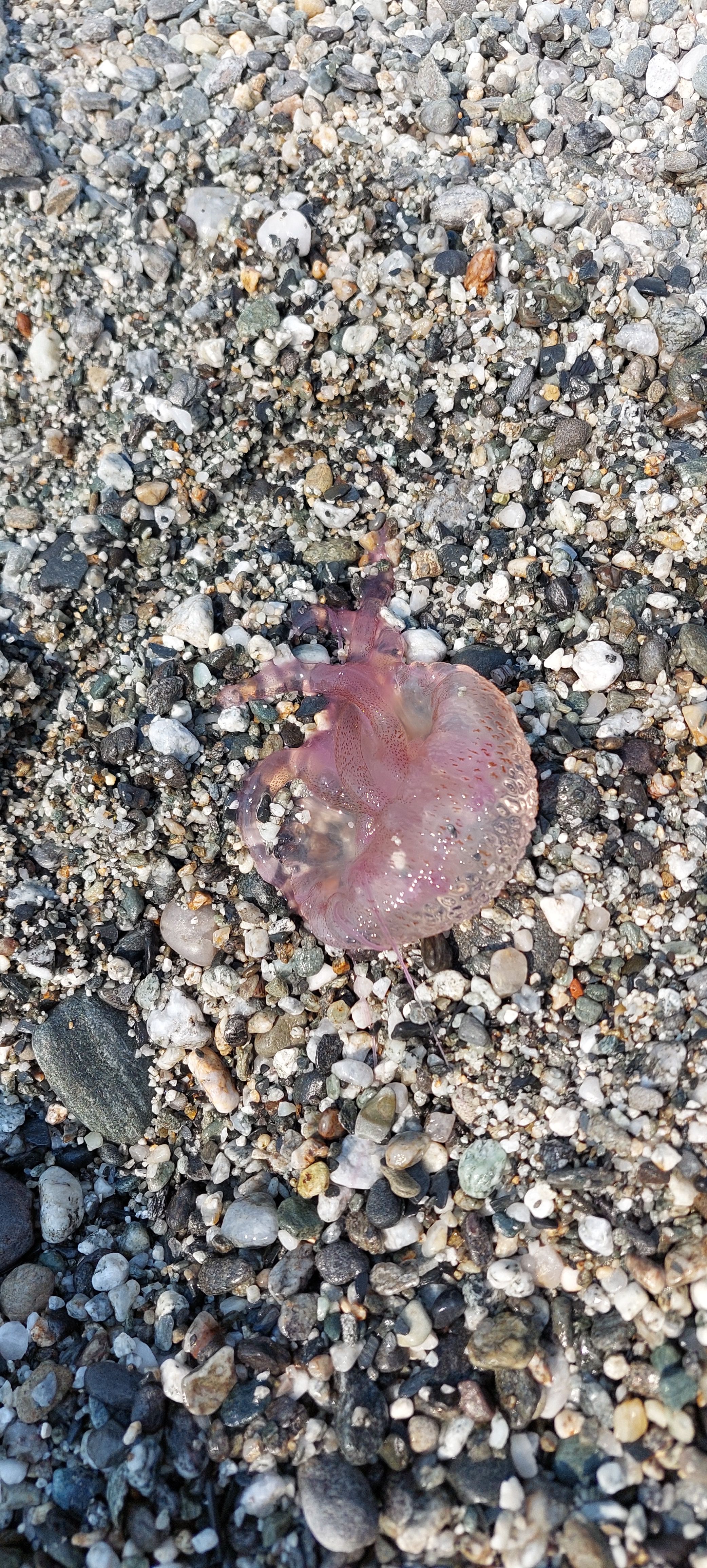 Pelagia noctiluca
