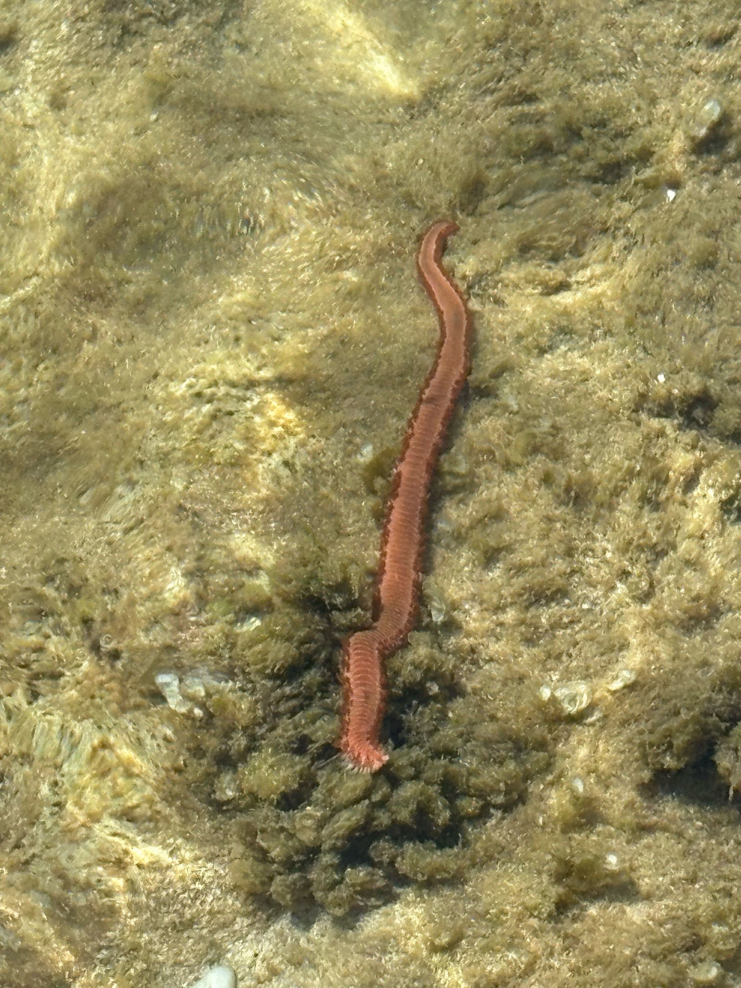 Hermodice carunculata