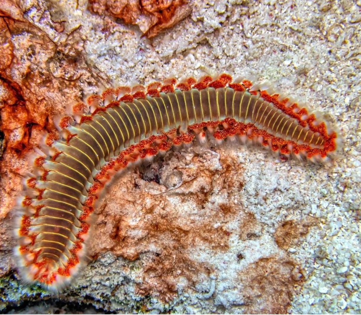 Hermodice carunculata