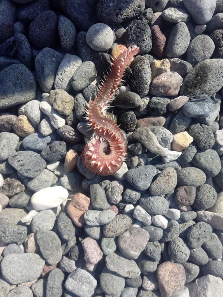 Hermodice carunculata