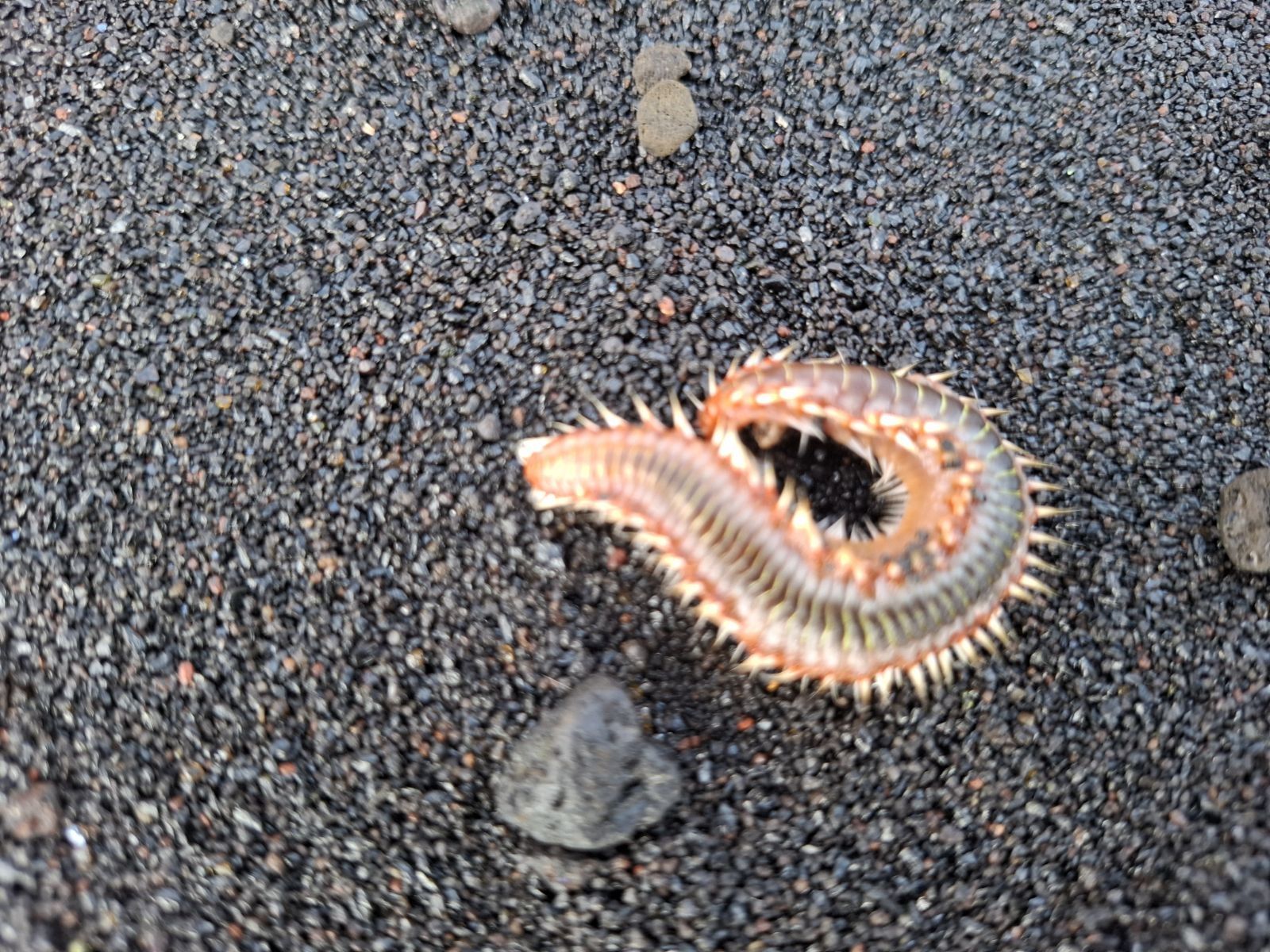 Hermodice carunculata
