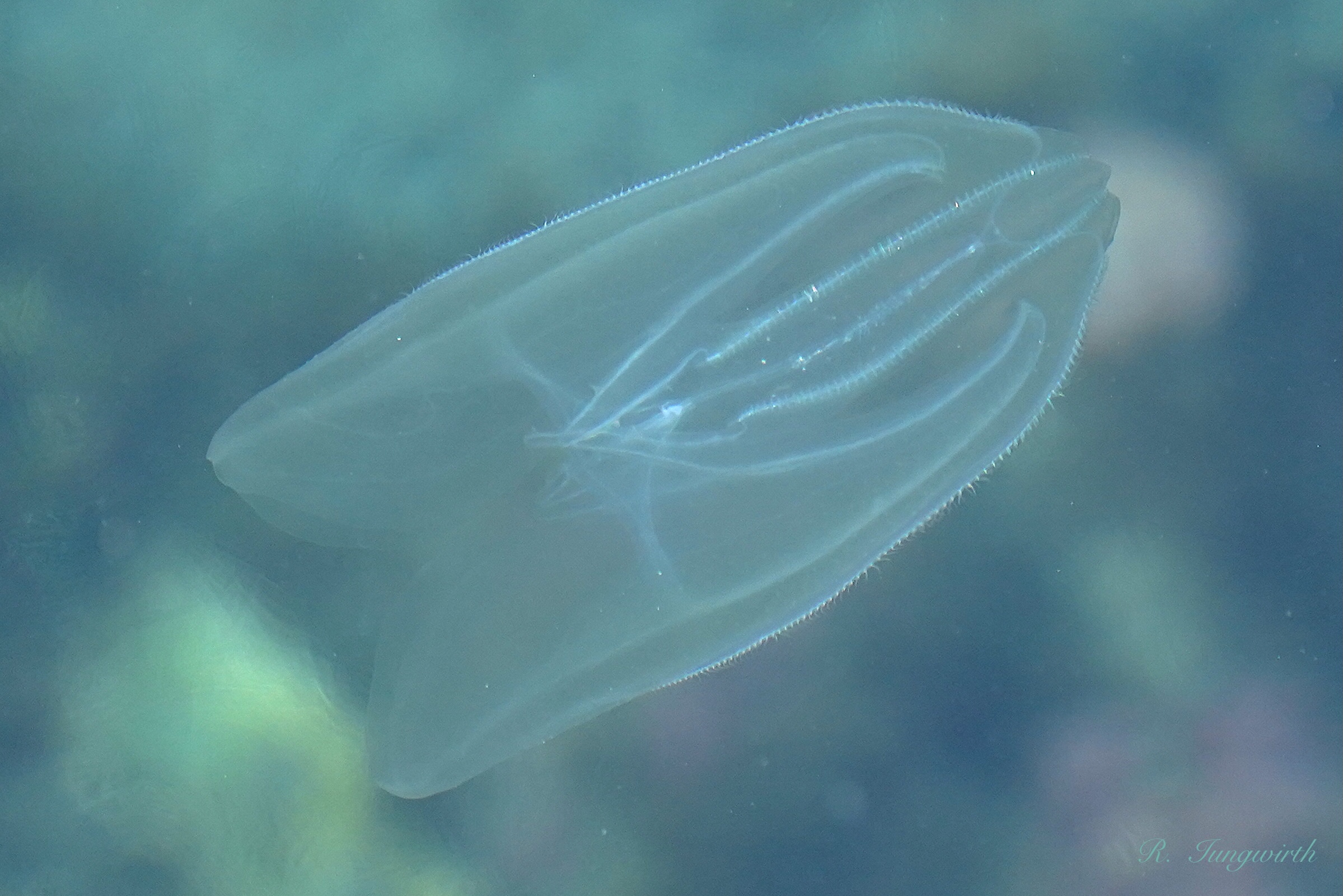 Mnemiopsis leidyi