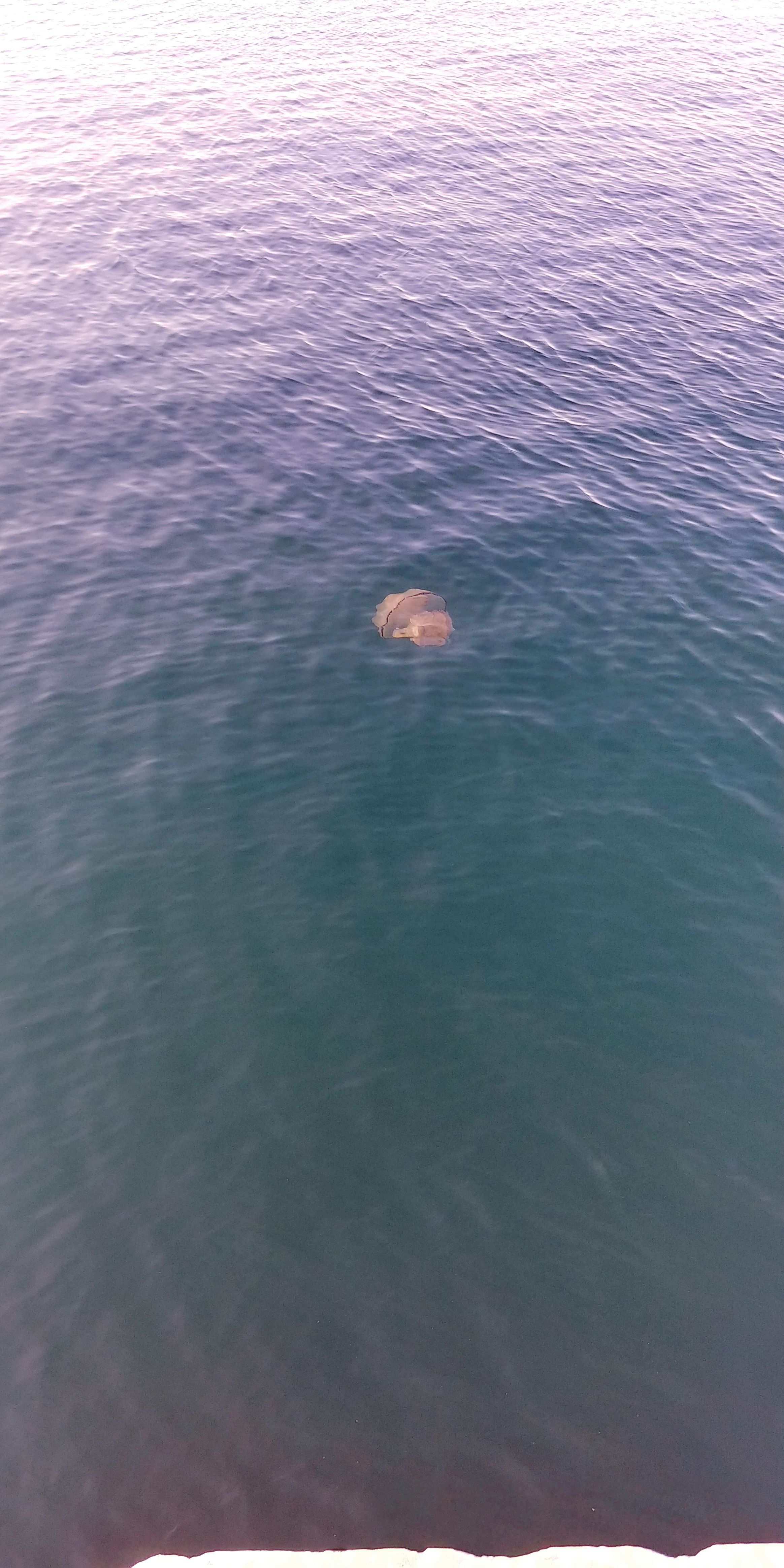 descrizione immagine