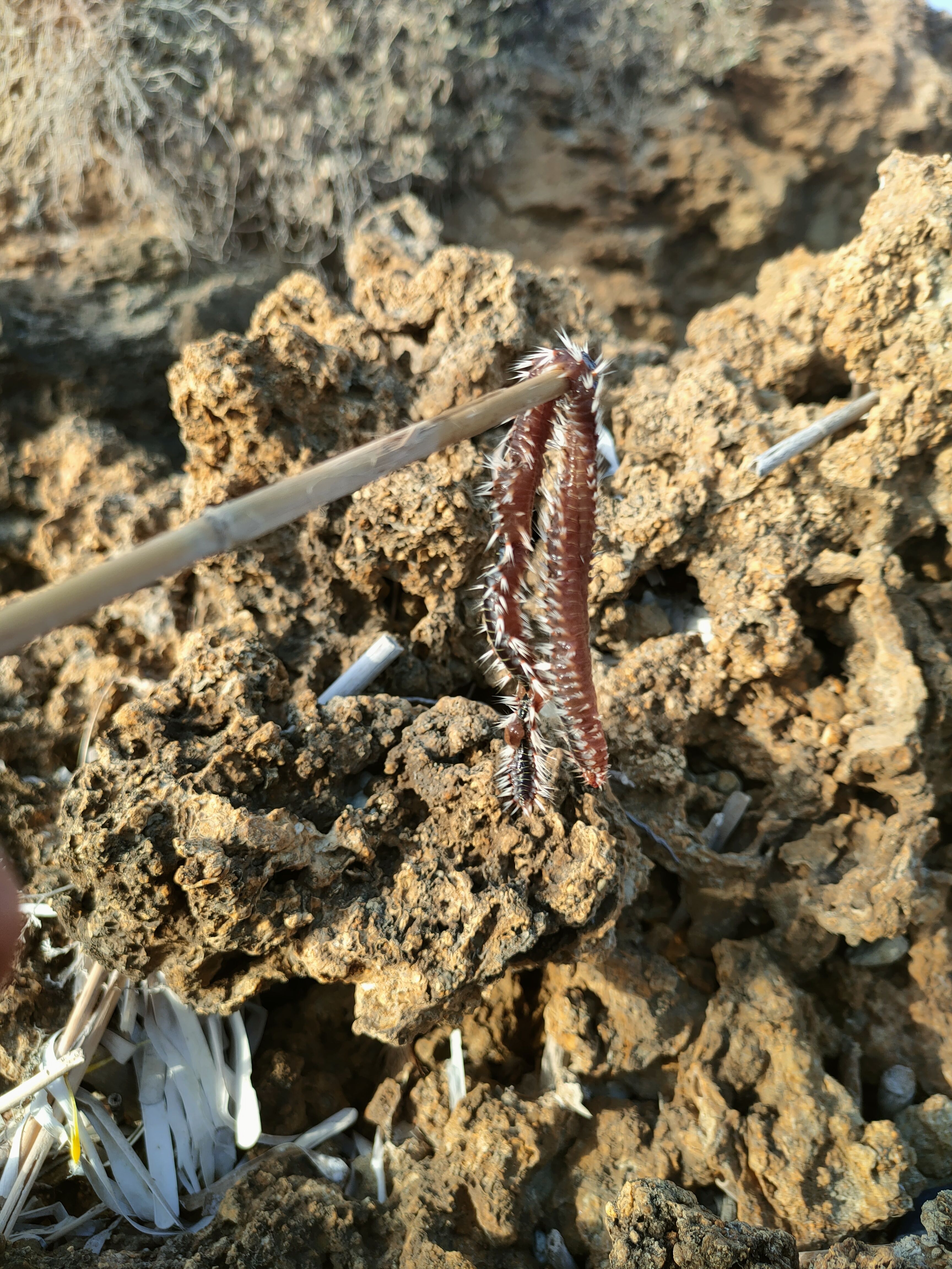Hermodice carunculata