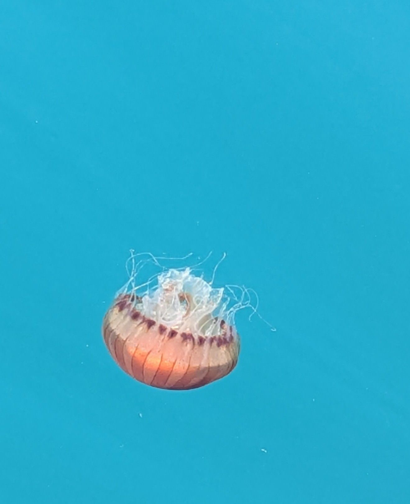 Chrysaora hysoscella