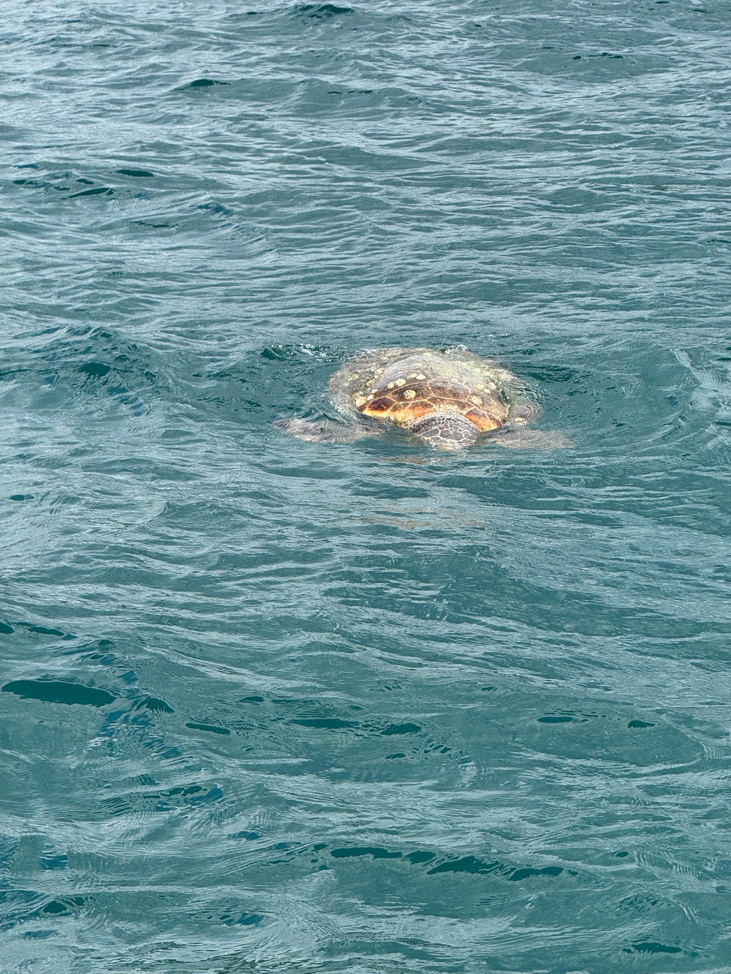 Caretta caretta