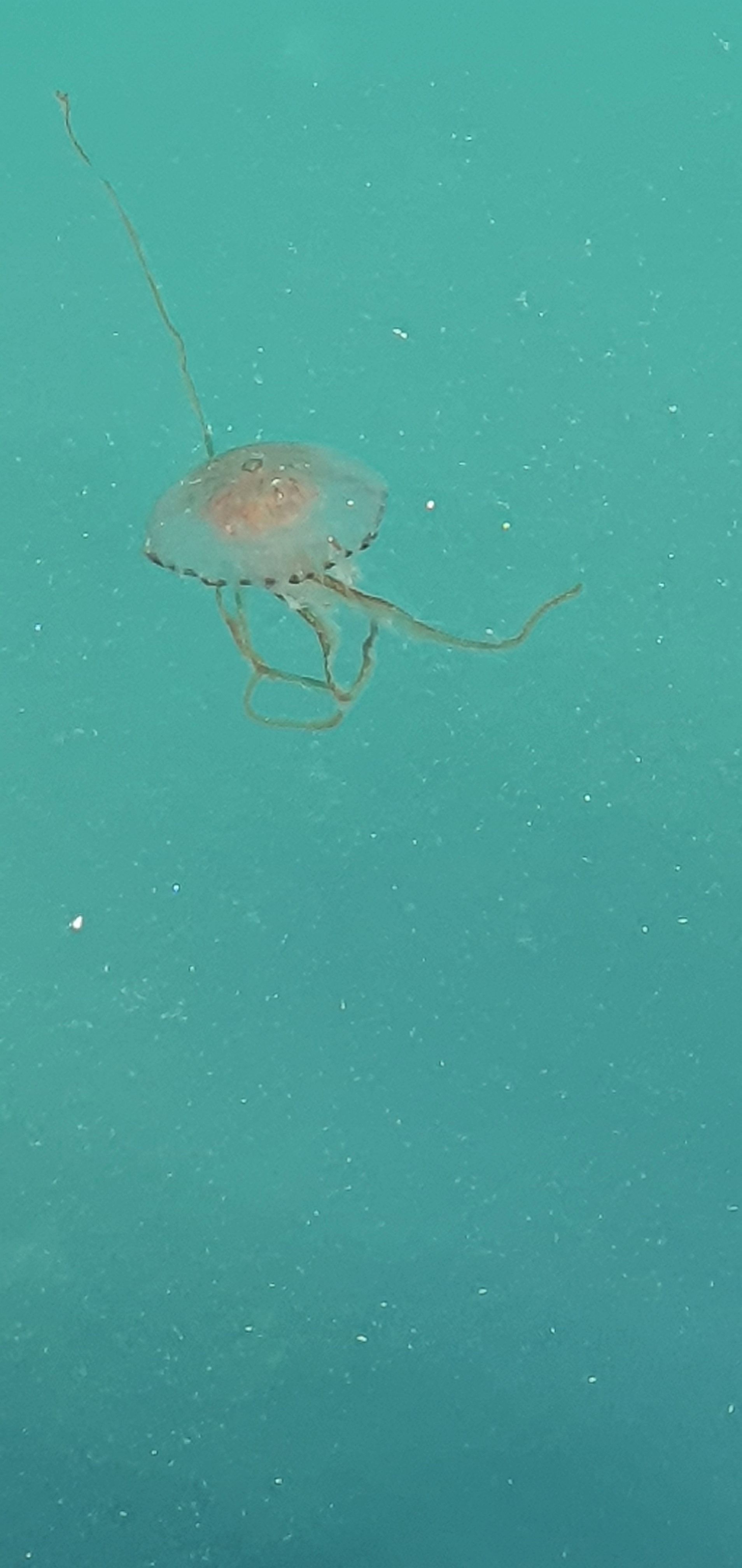 descrizione immagine