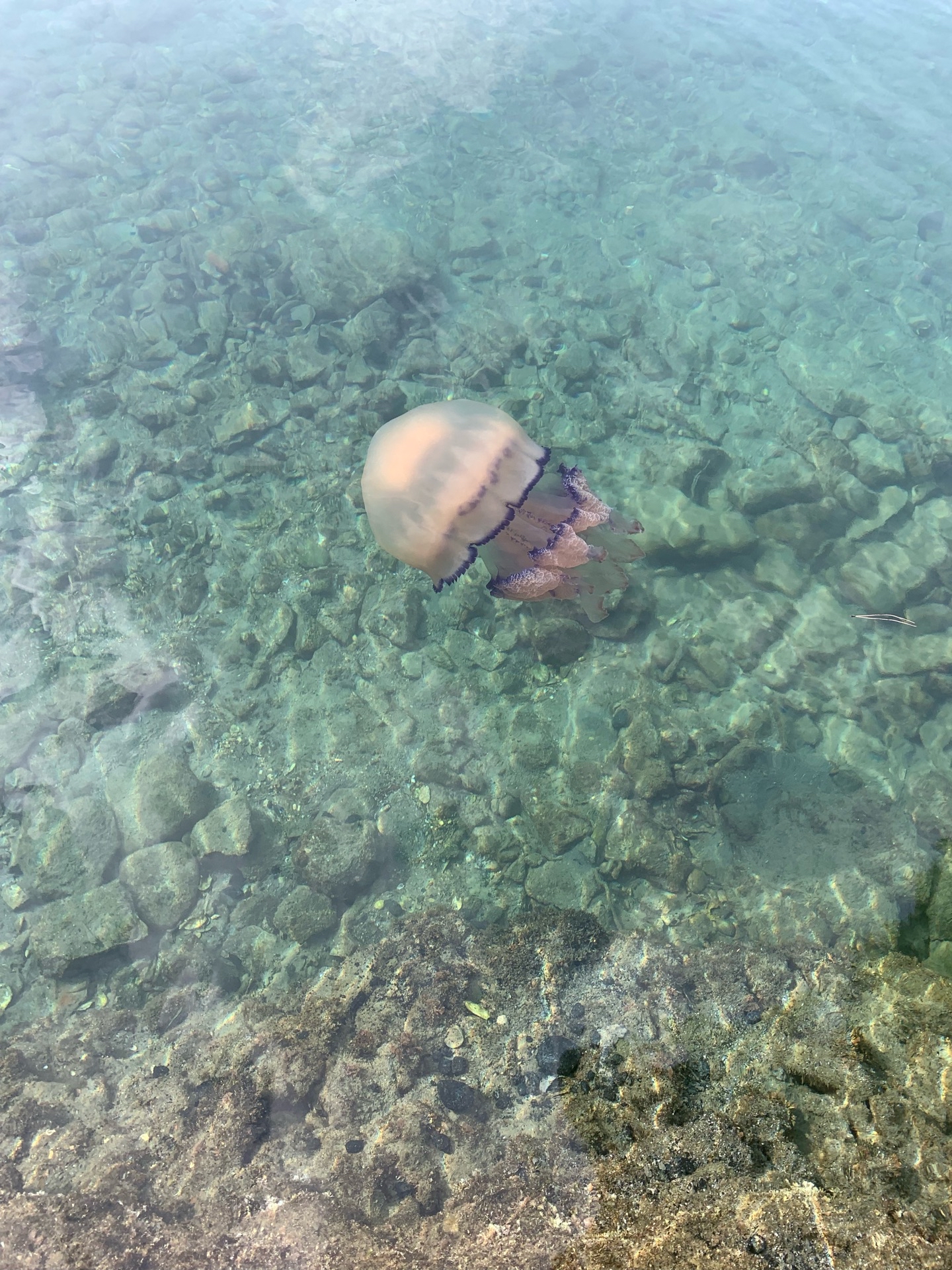 descrizione immagine