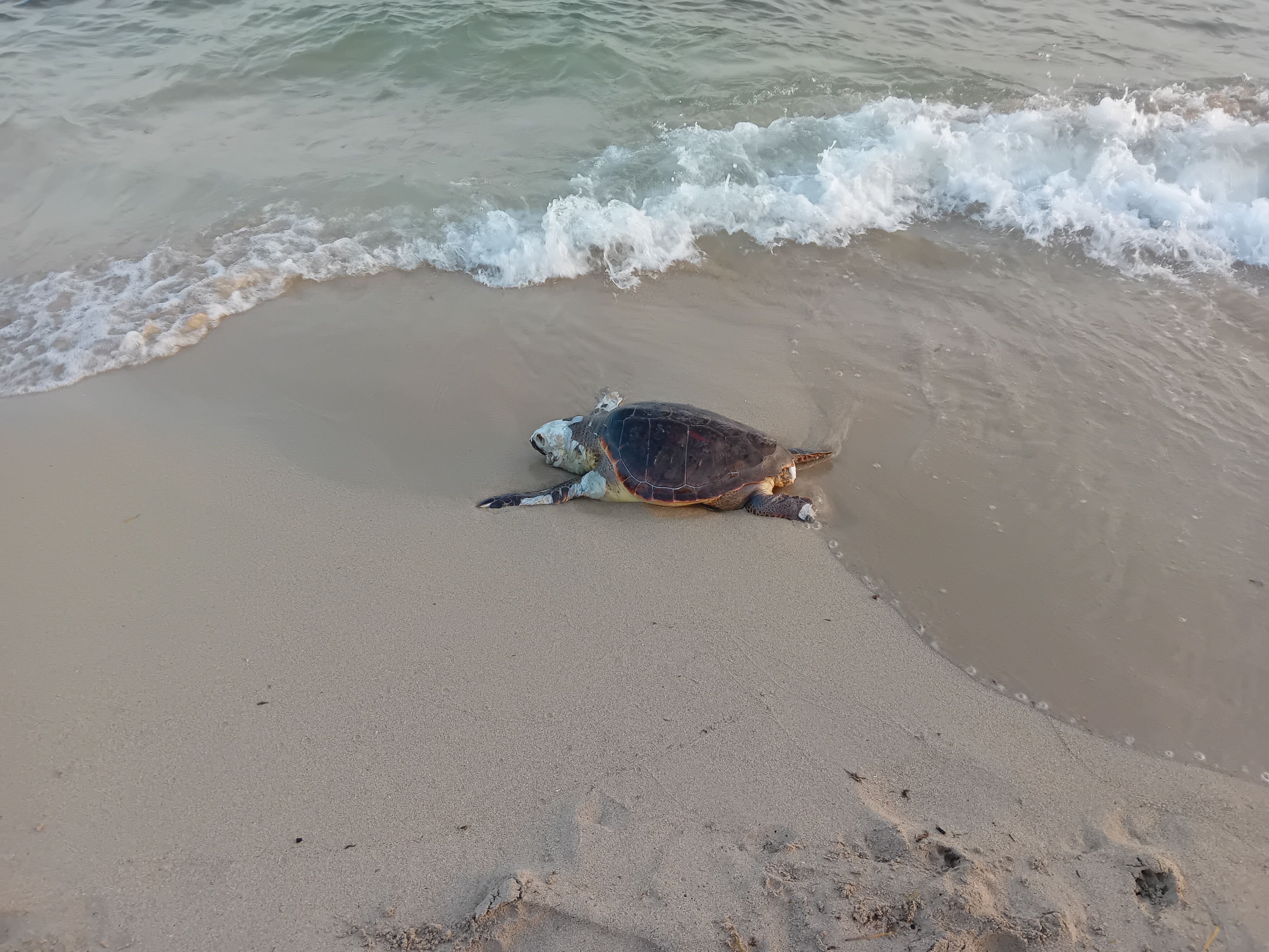 Caretta caretta