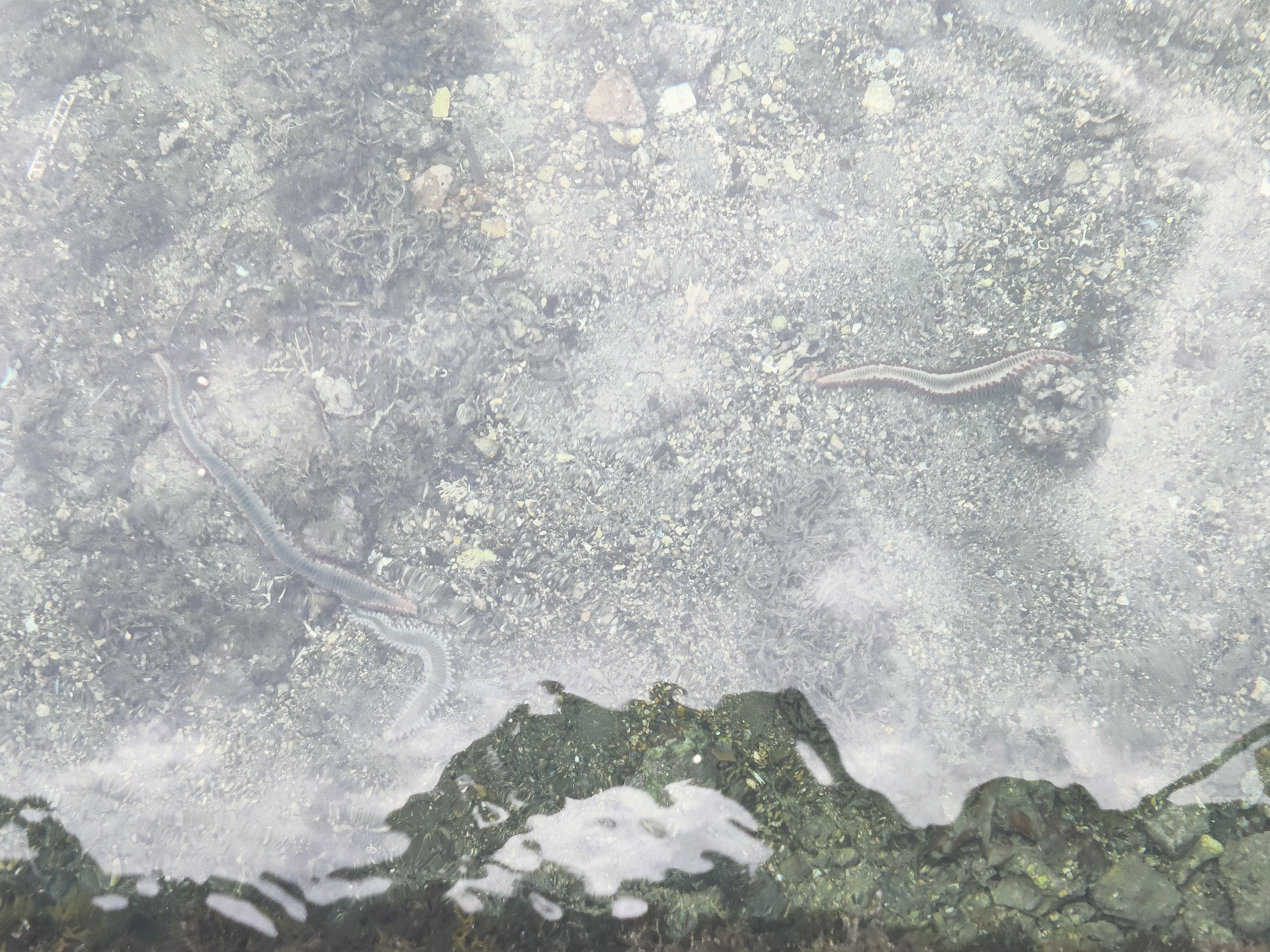 Hermodice carunculata