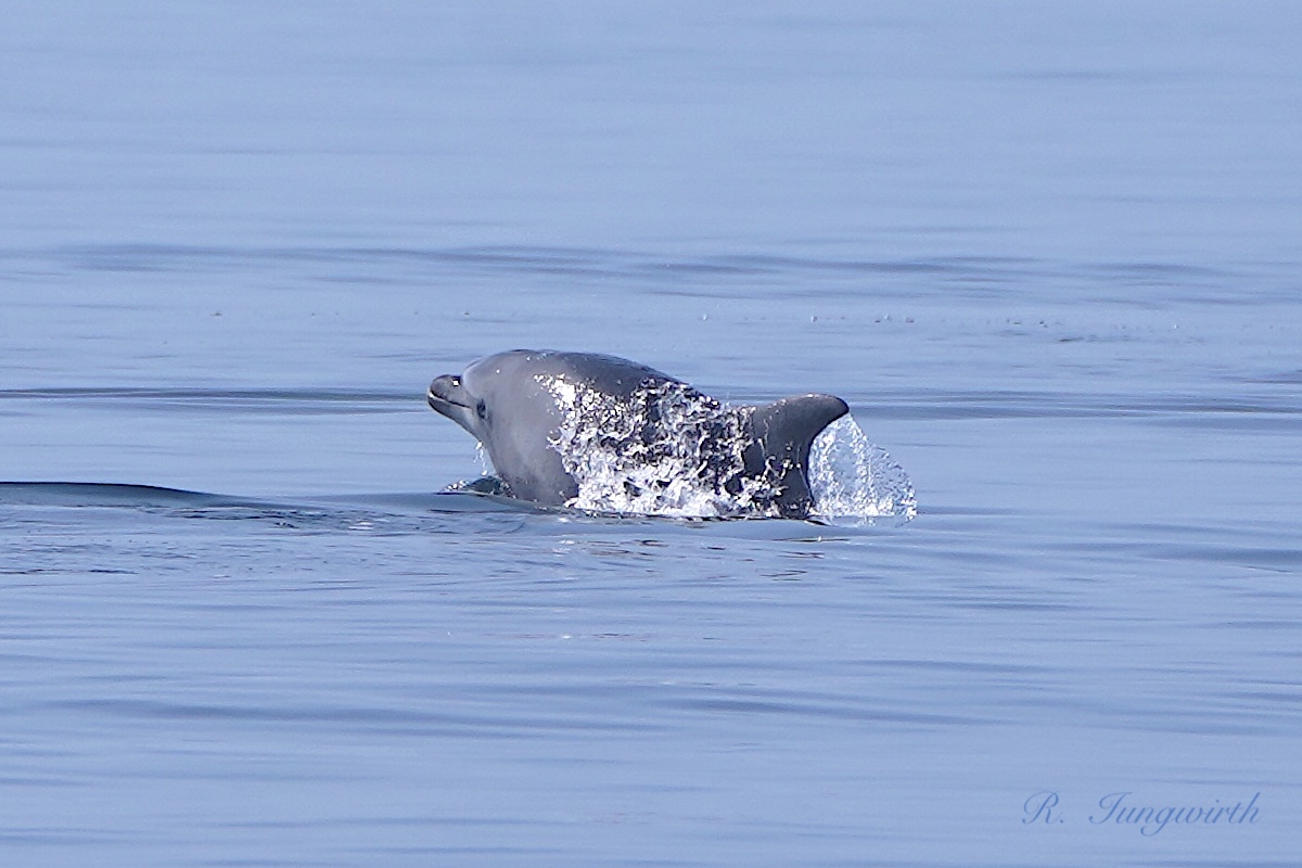 Tursiops truncatus