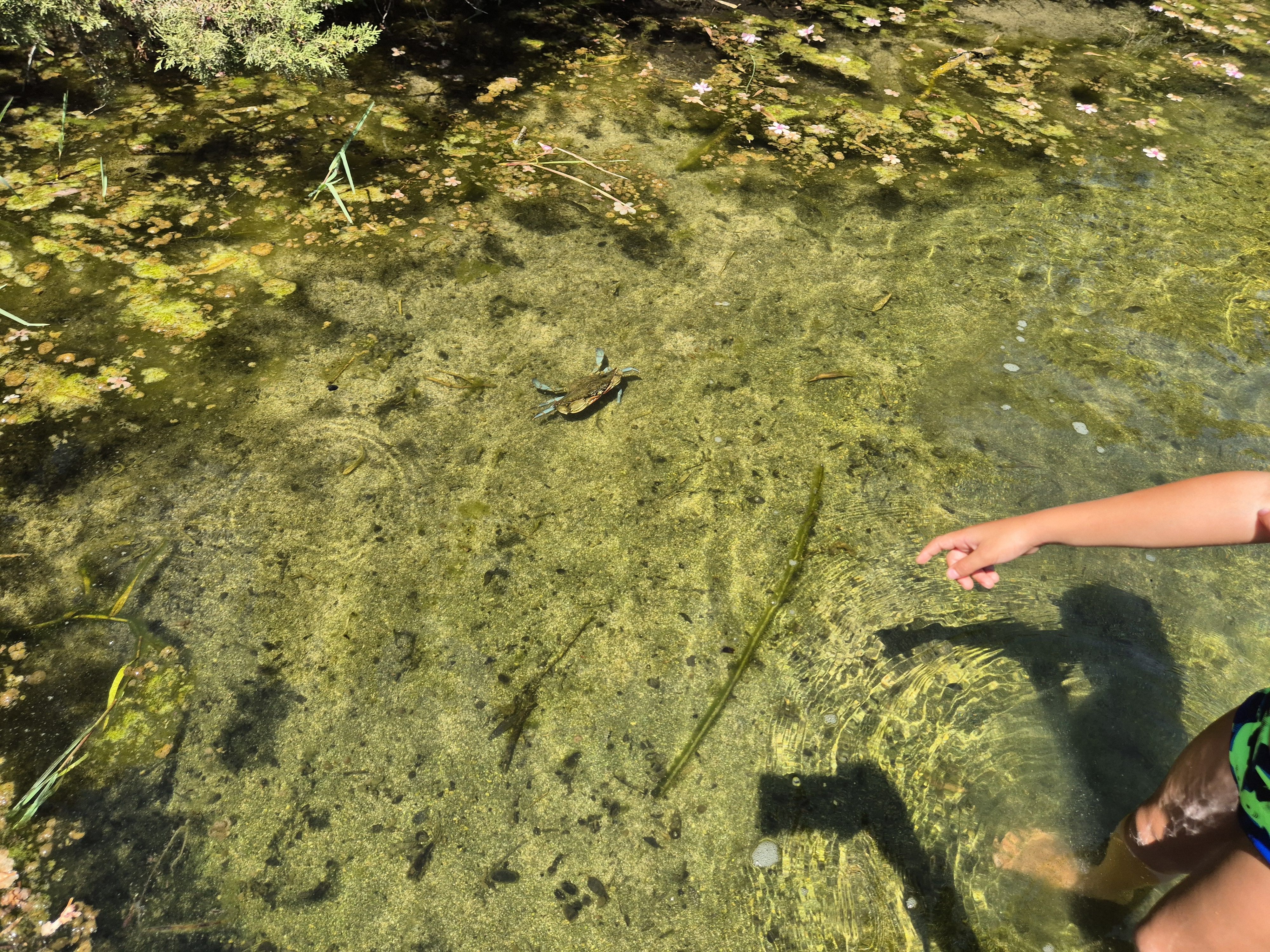 Callinectes sapidus