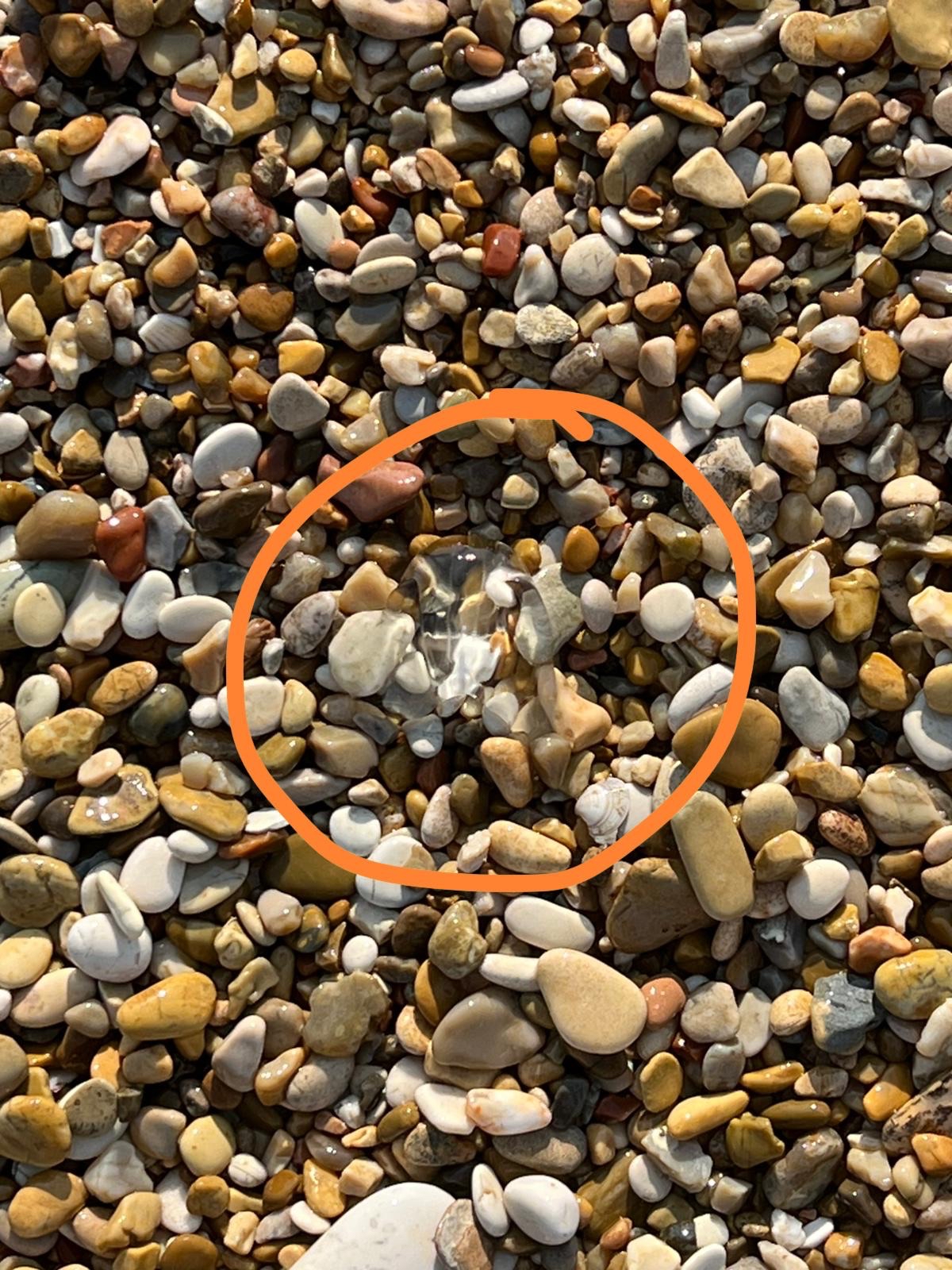 Mnemiopsis leidyi