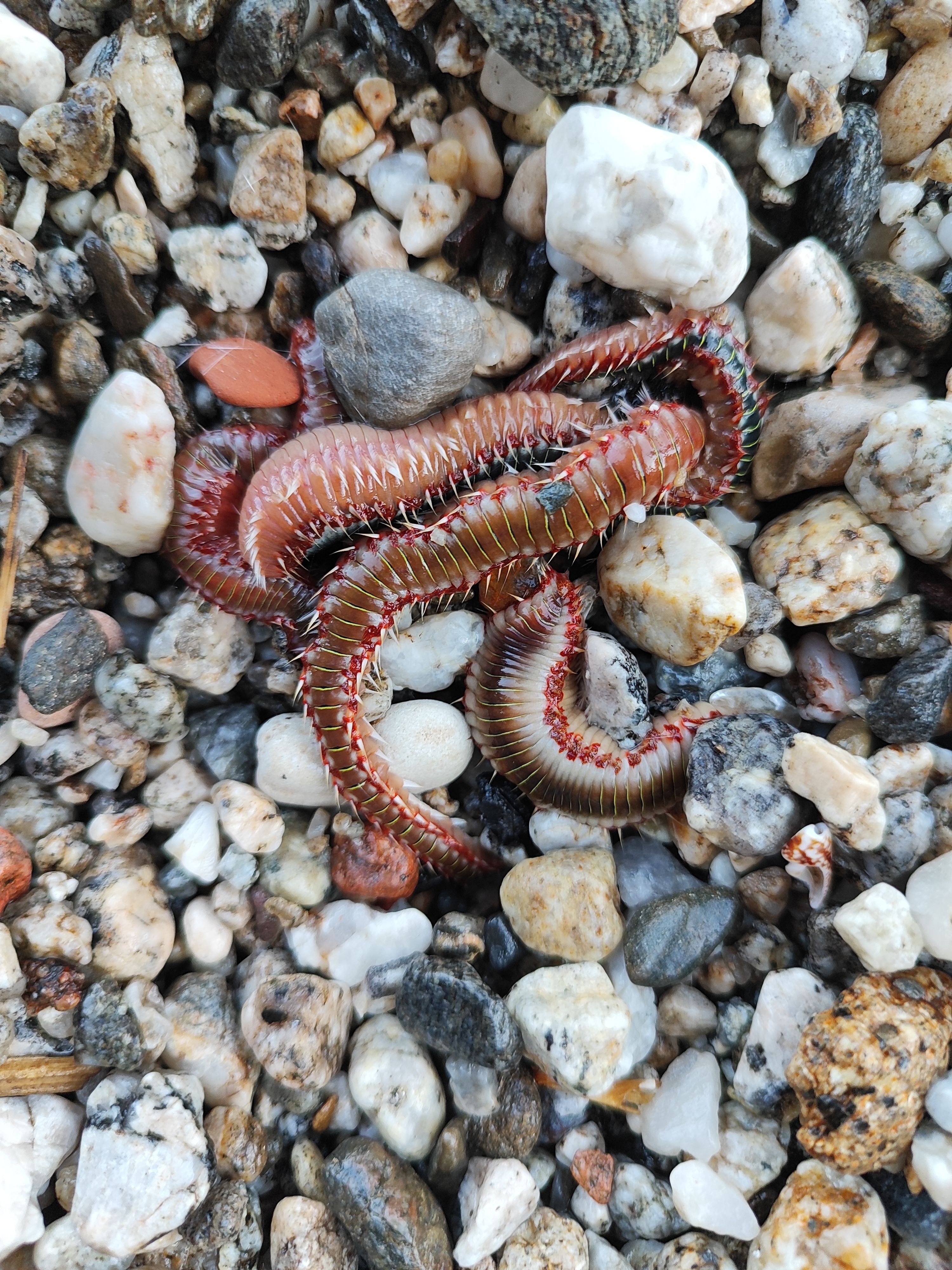Hermodice carunculata