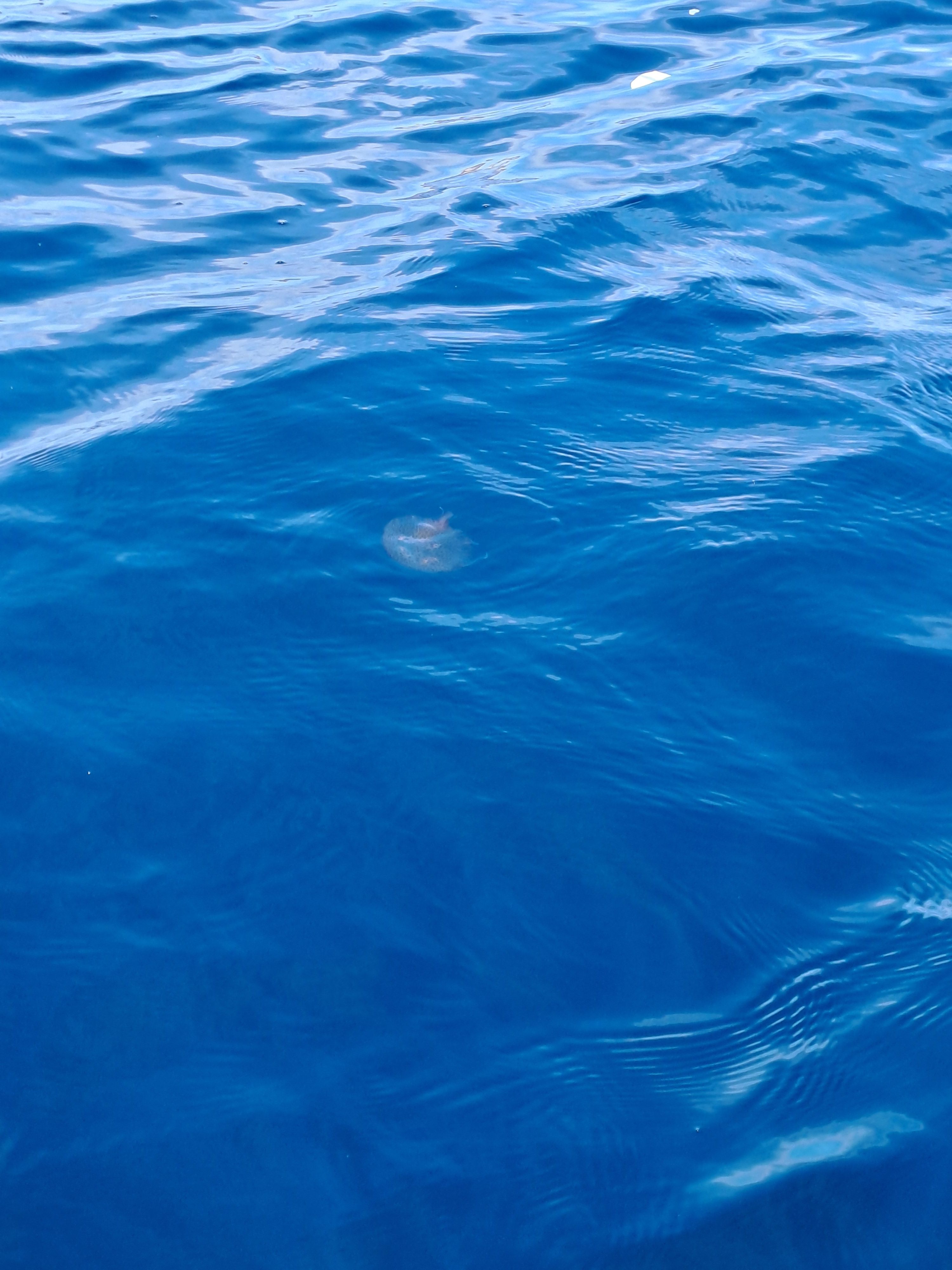 Pelagia noctiluca
