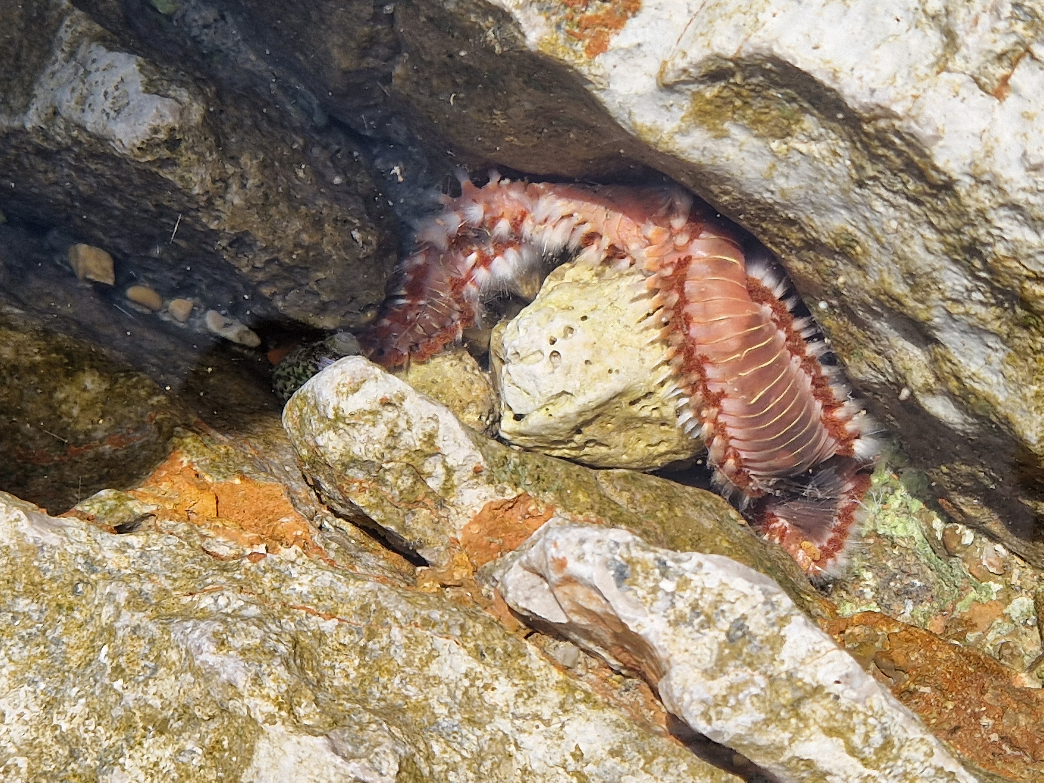 Hermodice carunculata