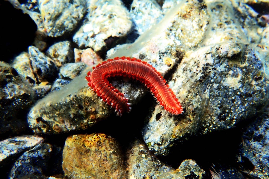 Hermodice carunculata